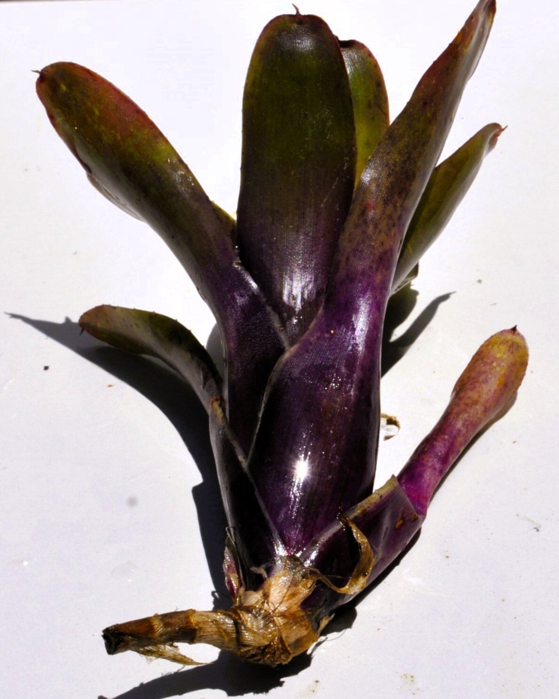 Neoregelia 'Mephisto' - 2