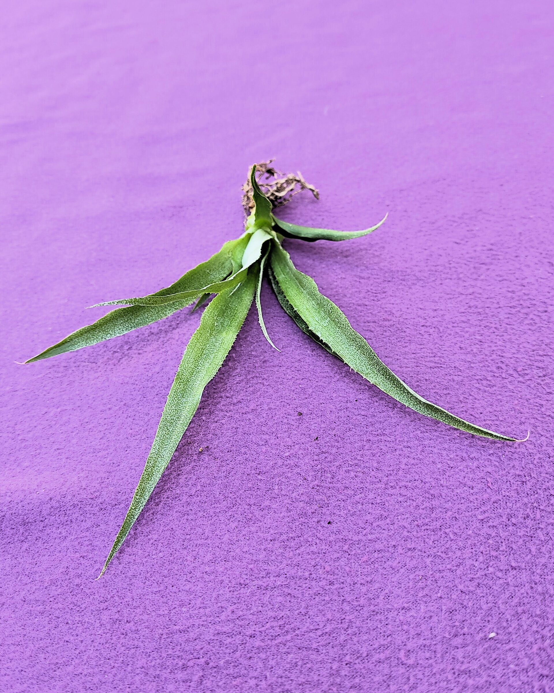Ananas comosus [mini] (piña tropical) - 2