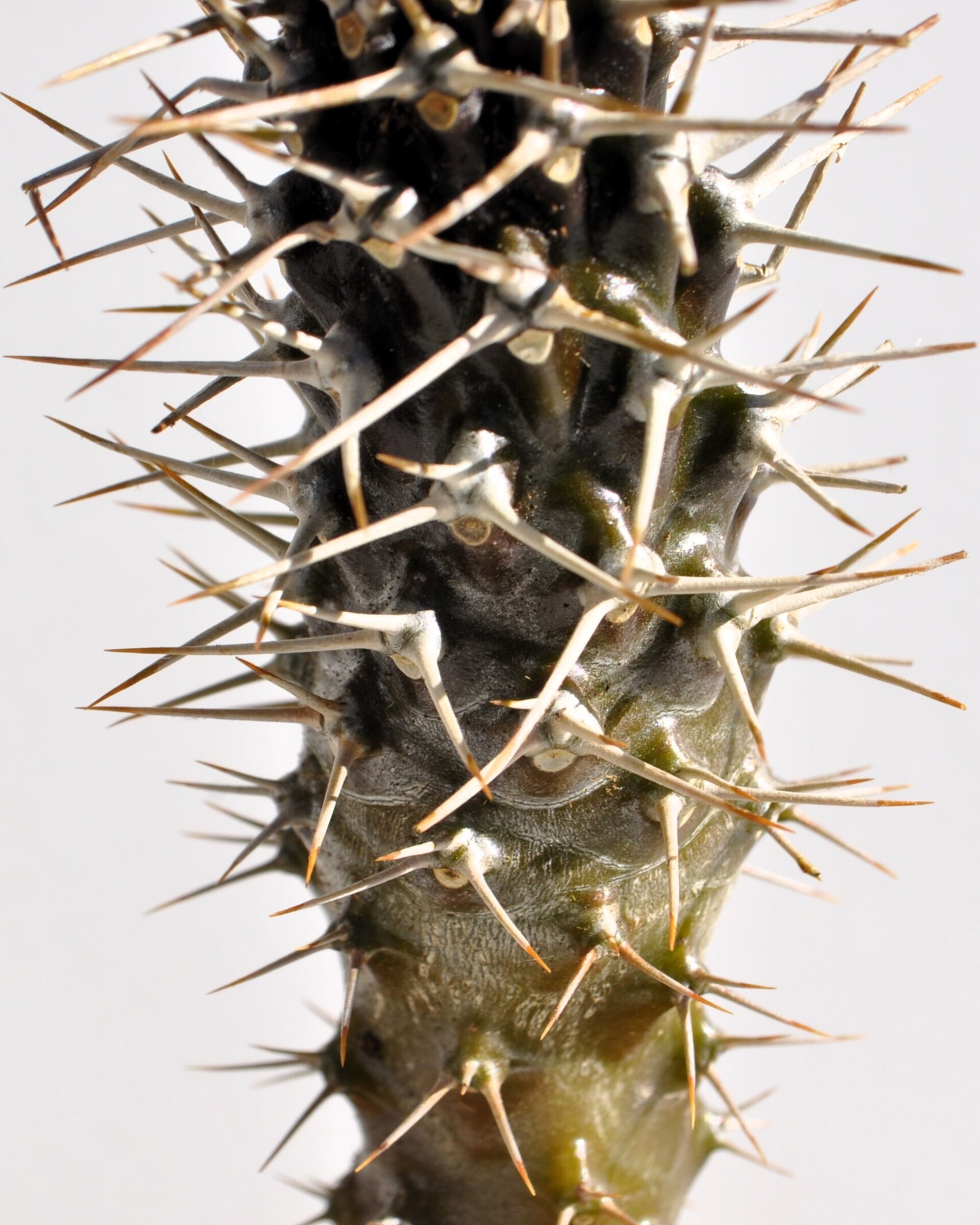 Pachypodium lamerei (palma de Madagascar) - 6