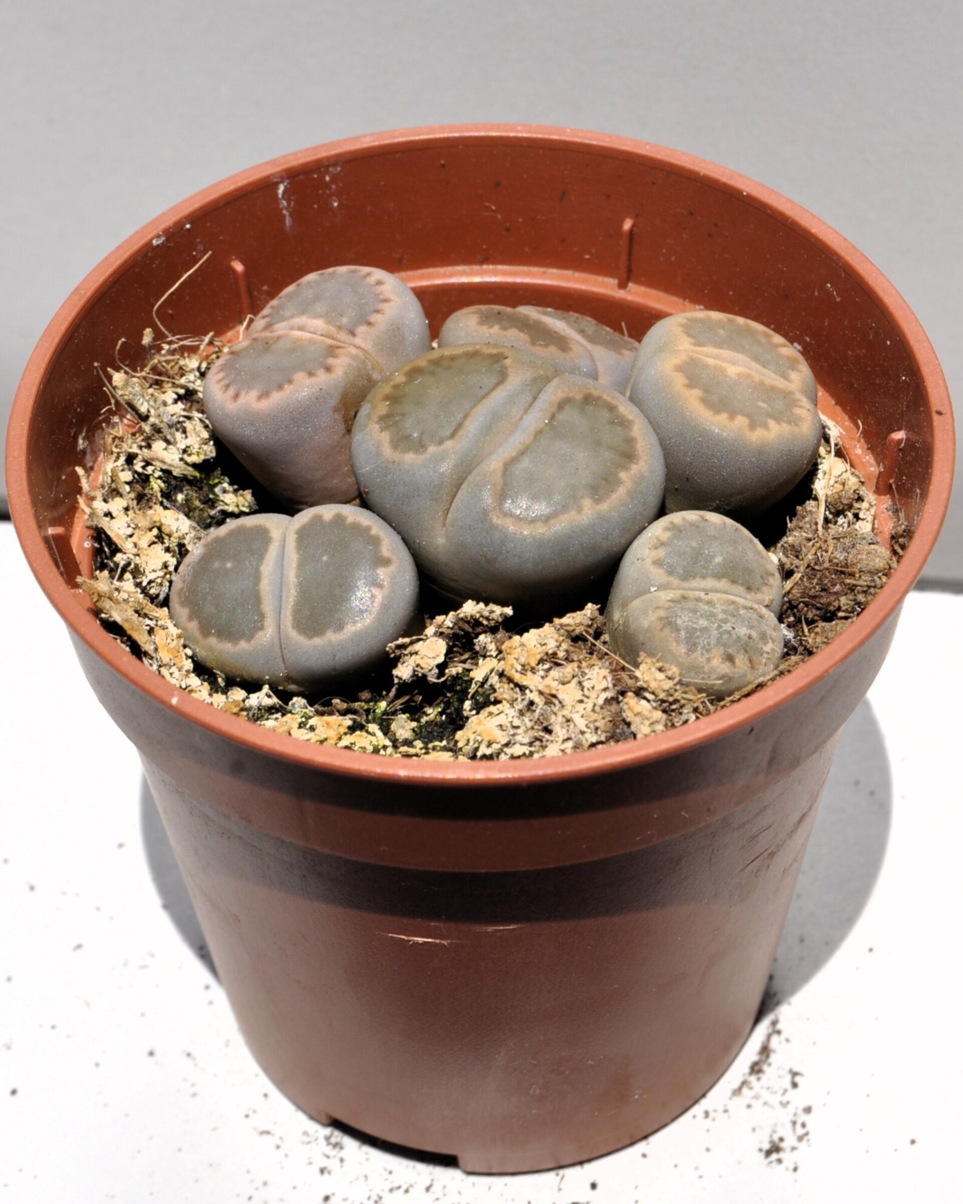 Lithops sp. grises M 5.5 (planta piedra, piedra viva) - 4