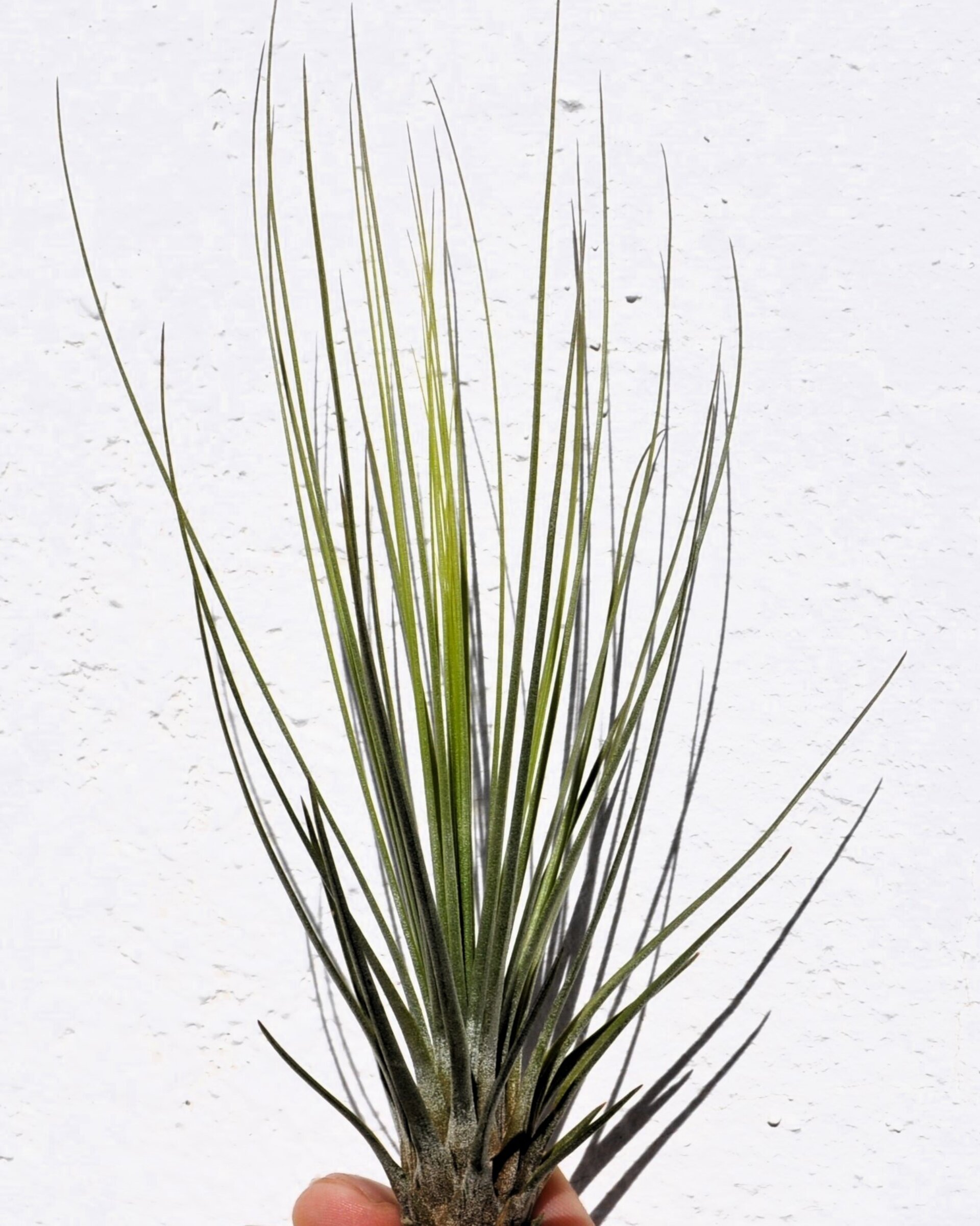 Tillandsia juncifolia - 8