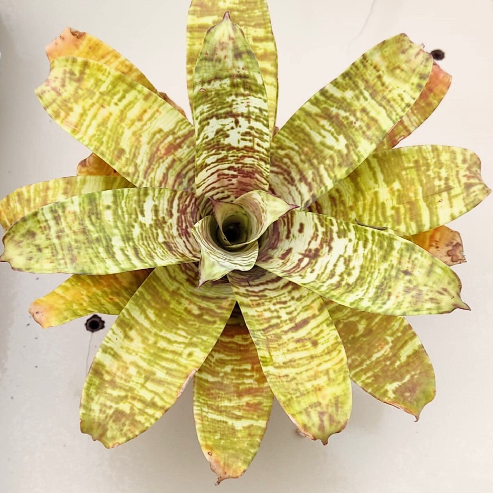 Goudea ospinae gruberi - 1