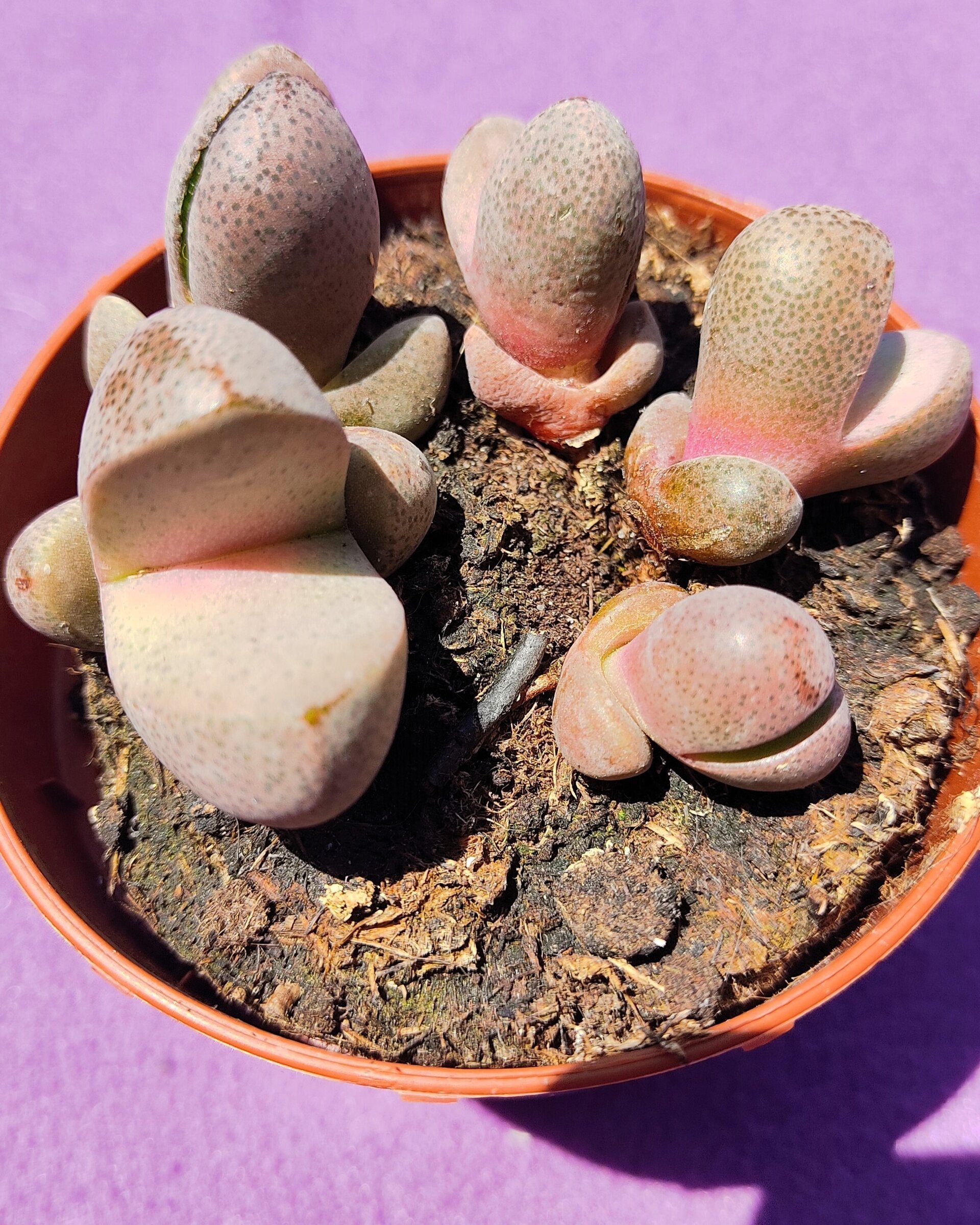 Pleiospilos nelii 'Royal Flush' - 5