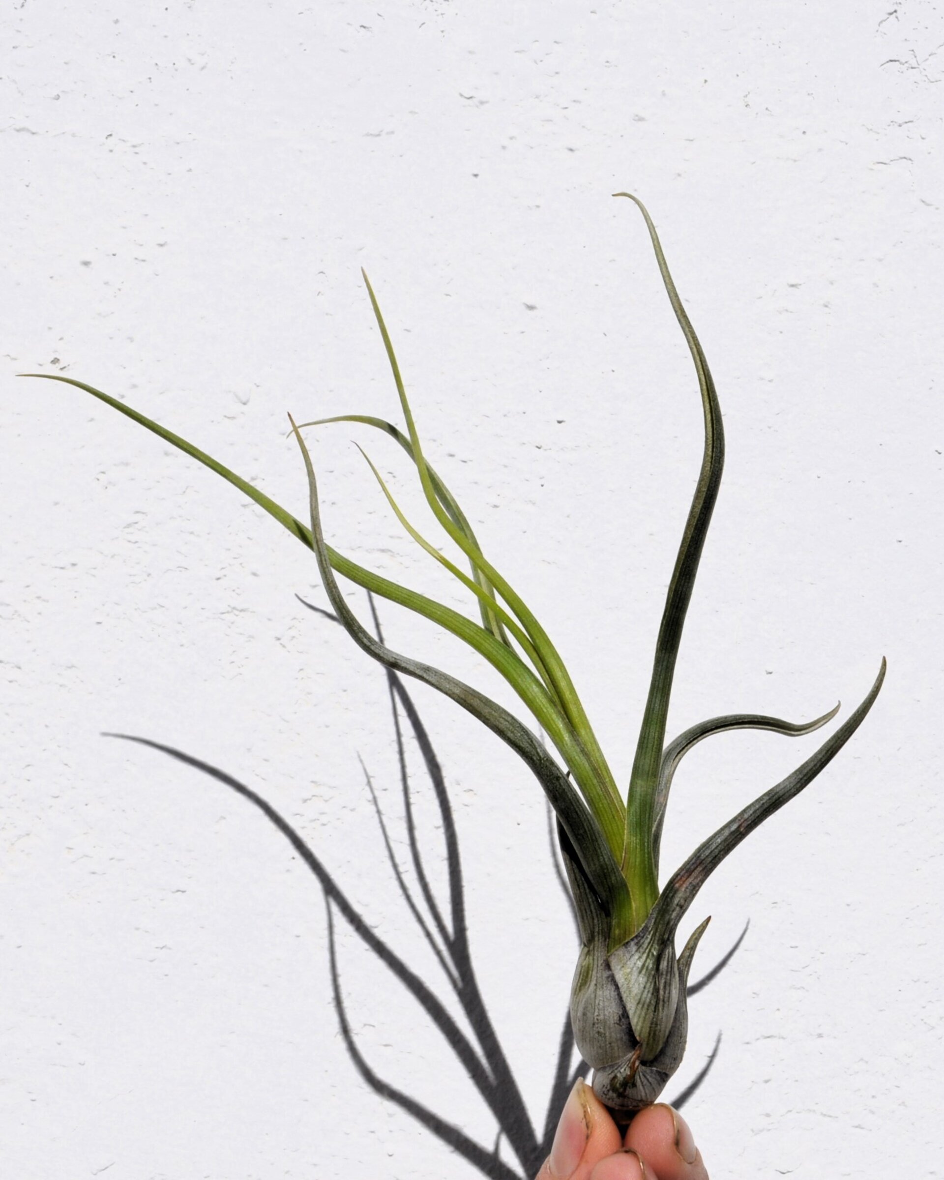 Tillandsia pseudobaileyi [small] - 3