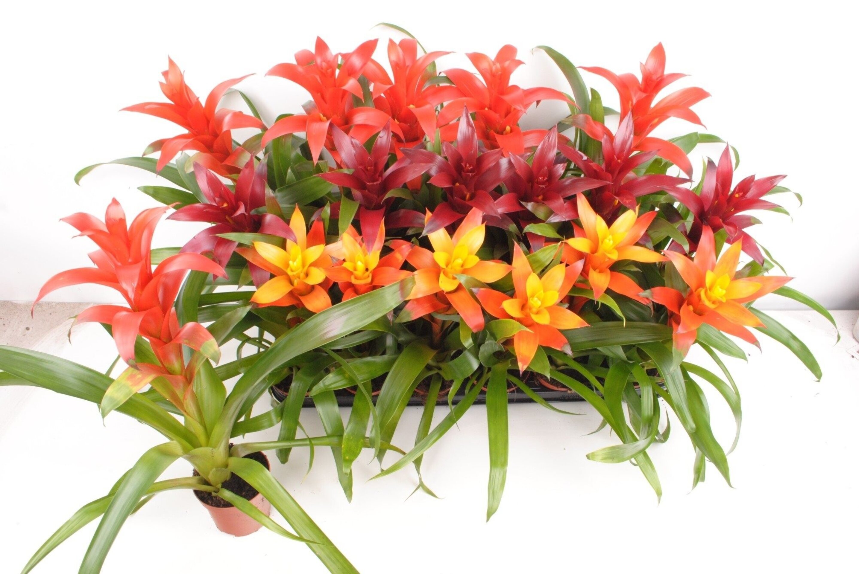 Guzmania sp. (naranja) [en flor] - 1