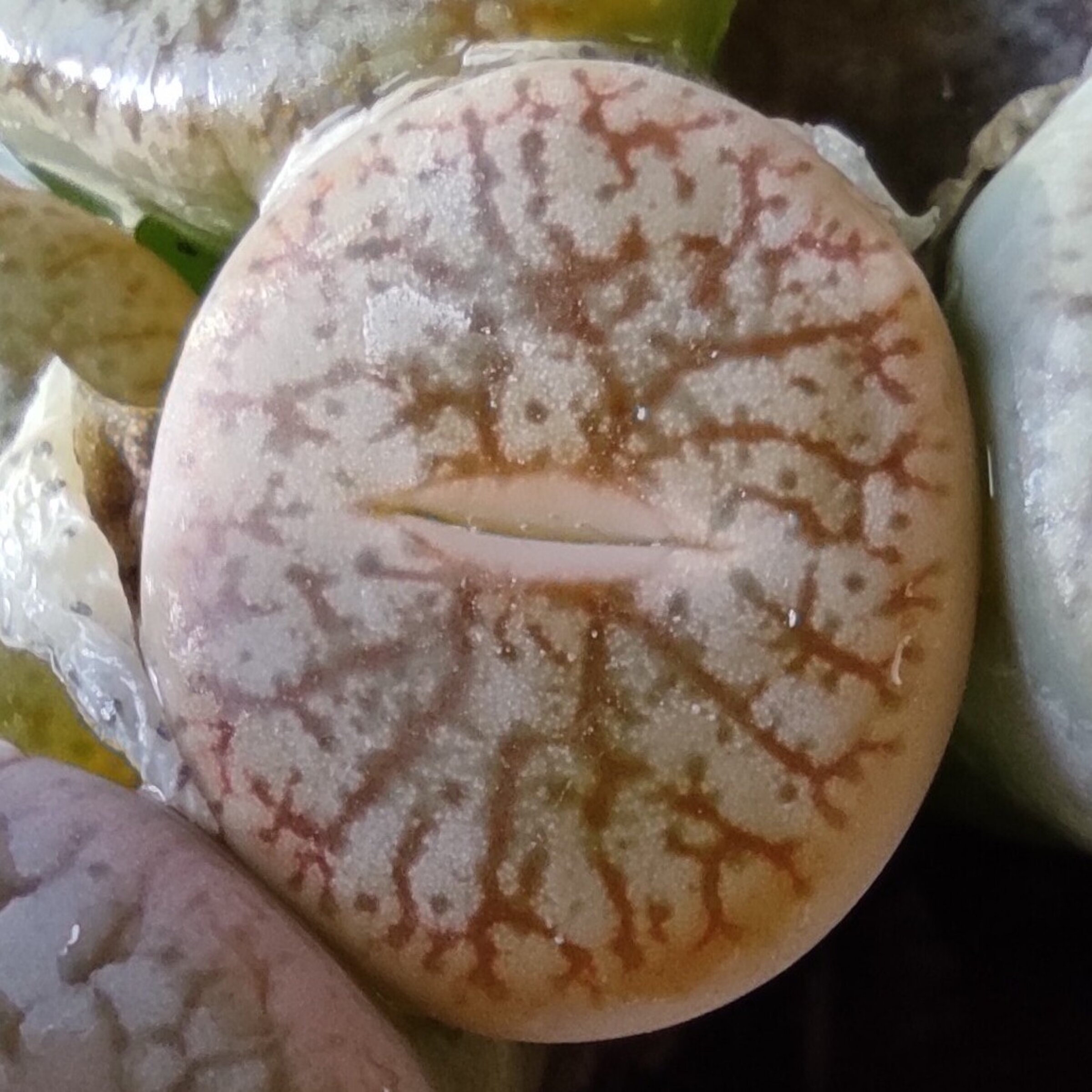 Plantas piedra y afines