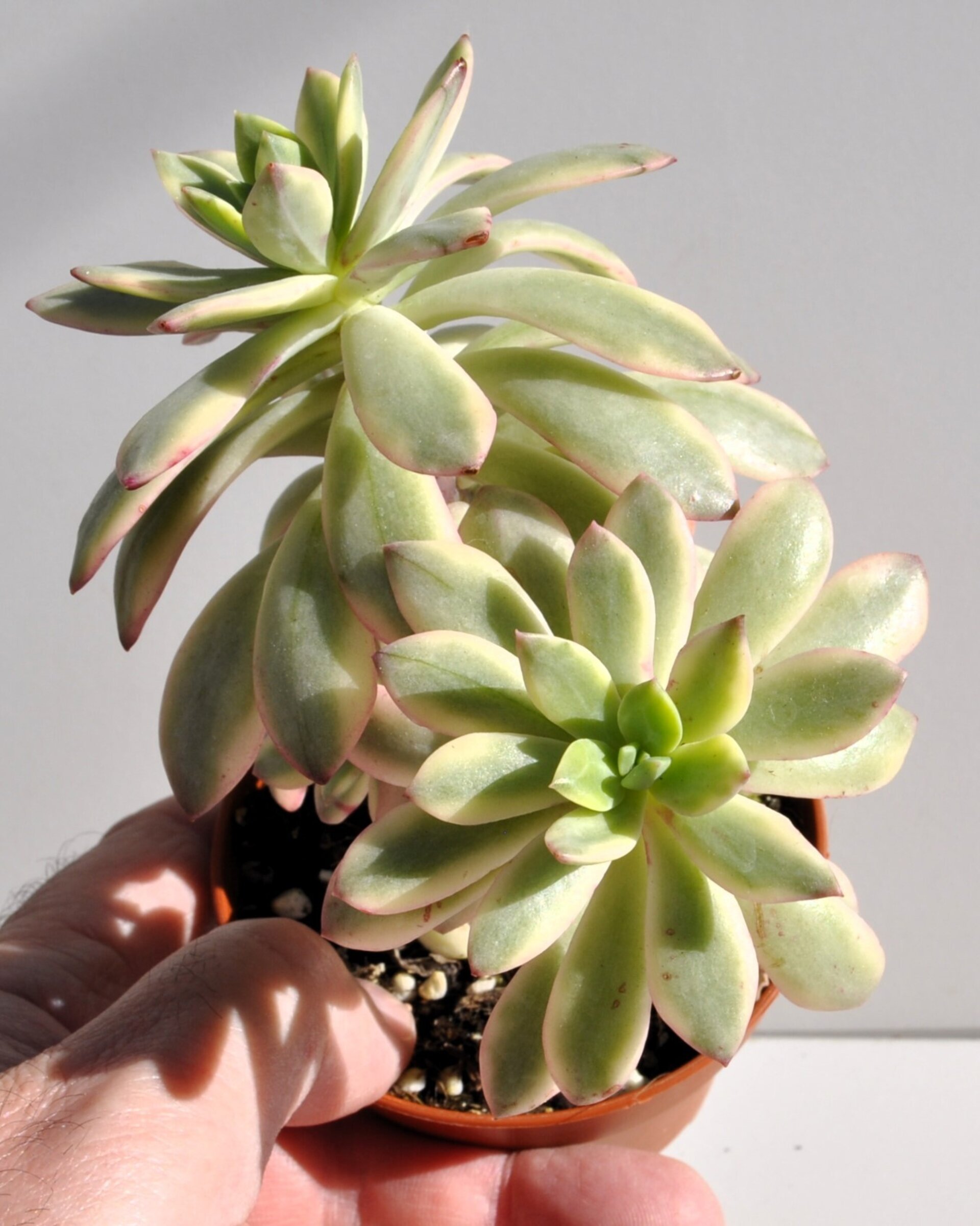 Echeveria cf. agavoides 'Minibelle Variegata' - 5