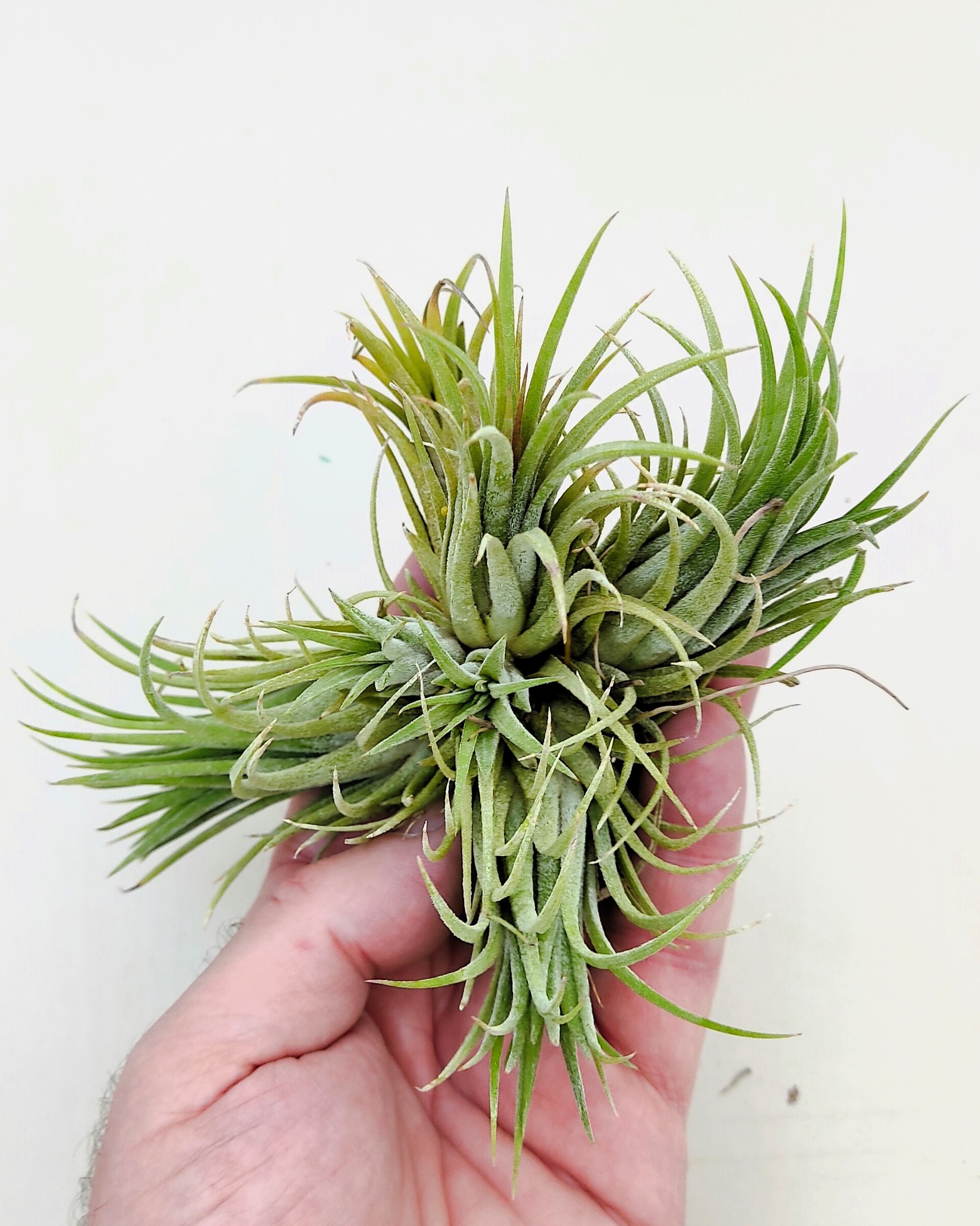Tillandsia ionantha var. rubra "clump" ("mata") - 3