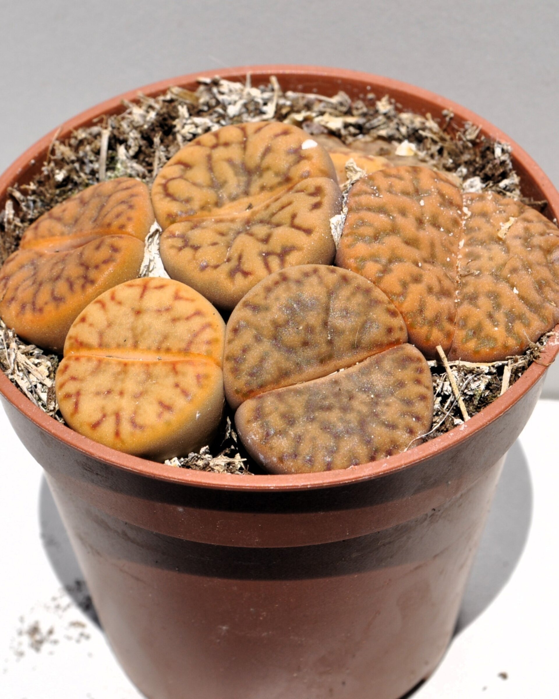 Lithops sp. rojizos M 5.5 (planta piedra, piedra viva) - 4