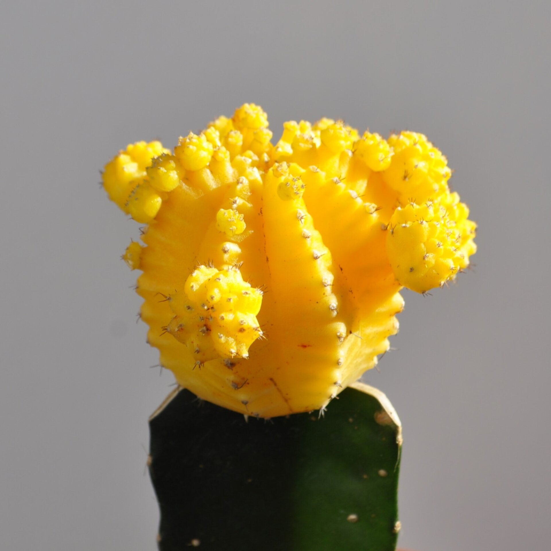 Gymnocalycium mihanovichii injertado - amarillo - 7