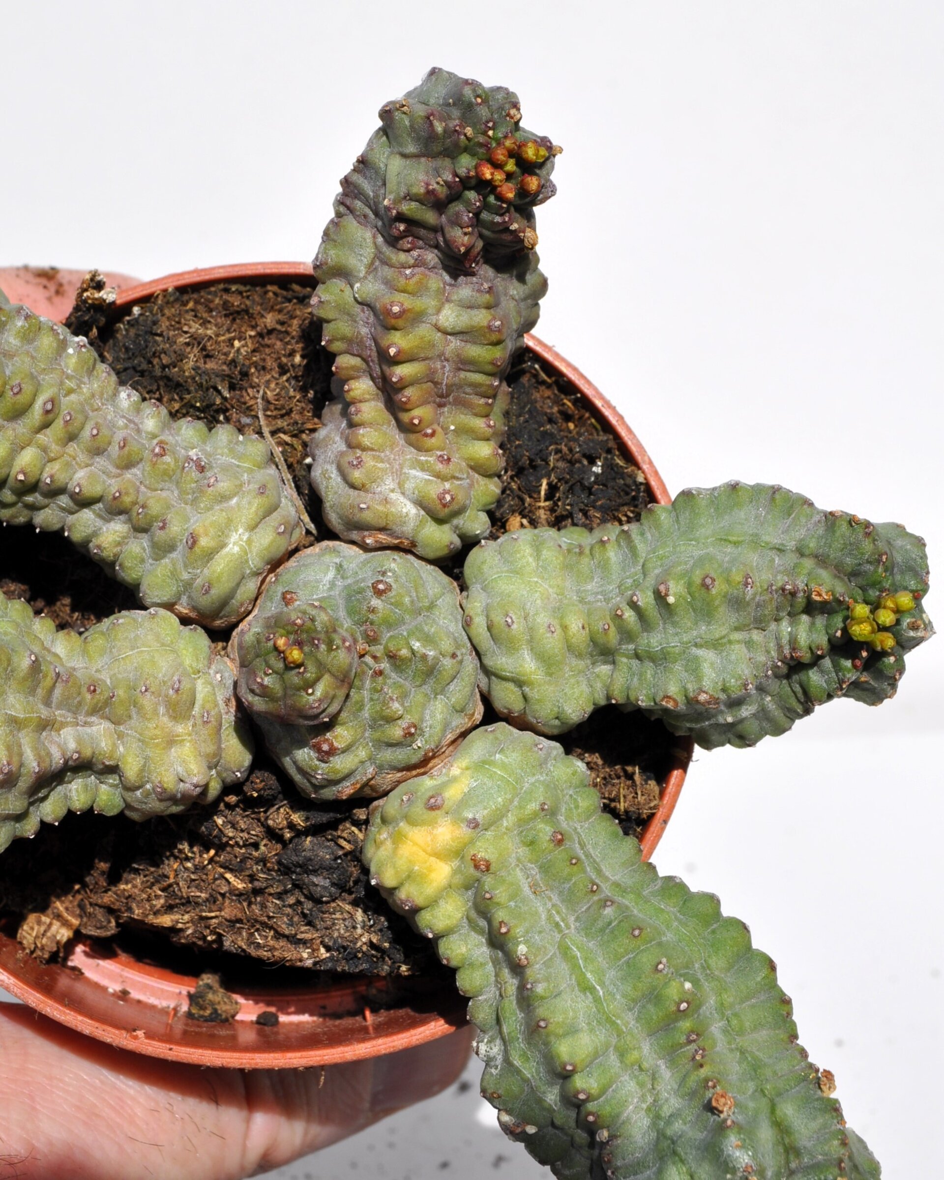 Euphorbia cf. obesa x globosa - 7