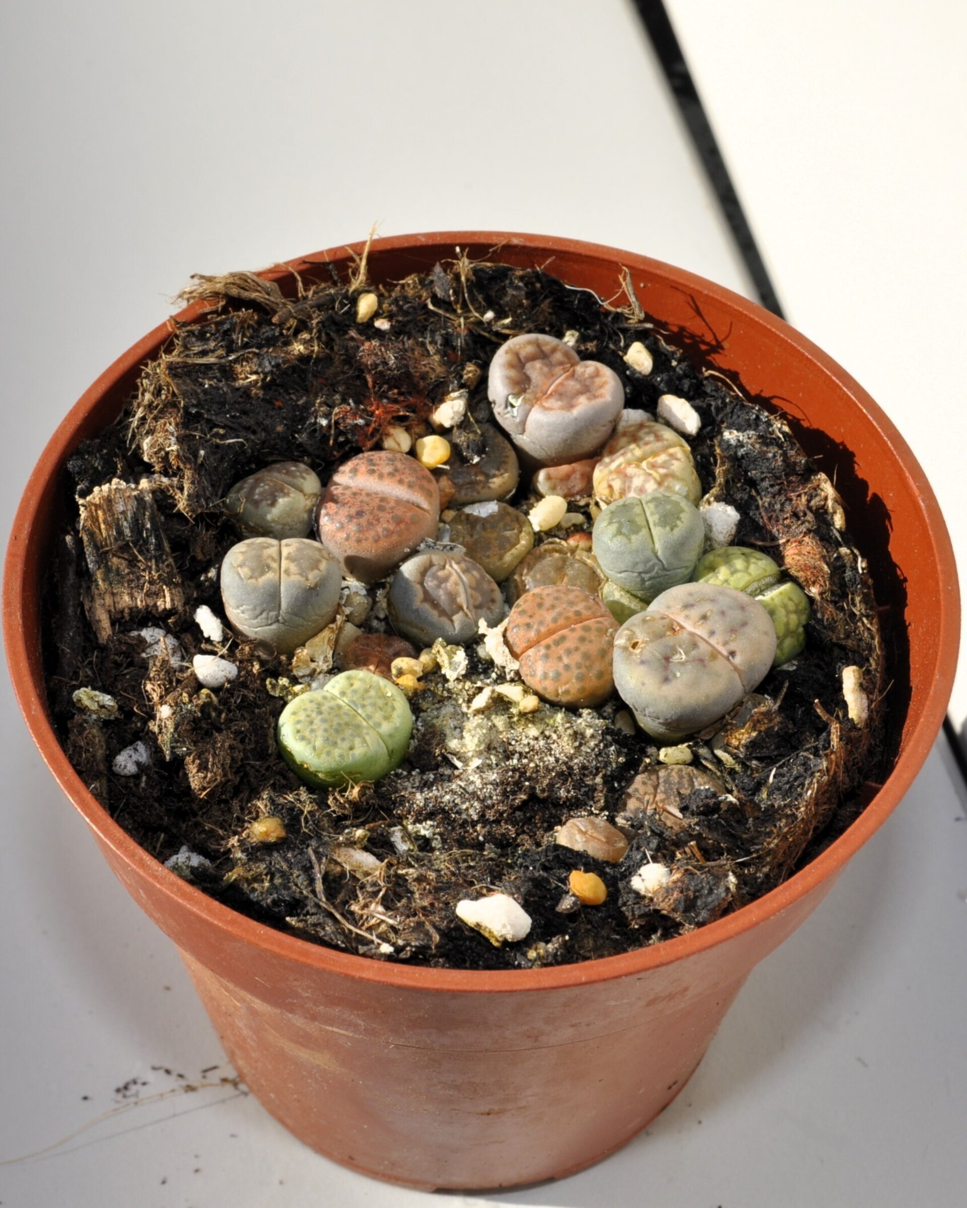 Lithops spp. (planta piedra, piedra viva) - 6