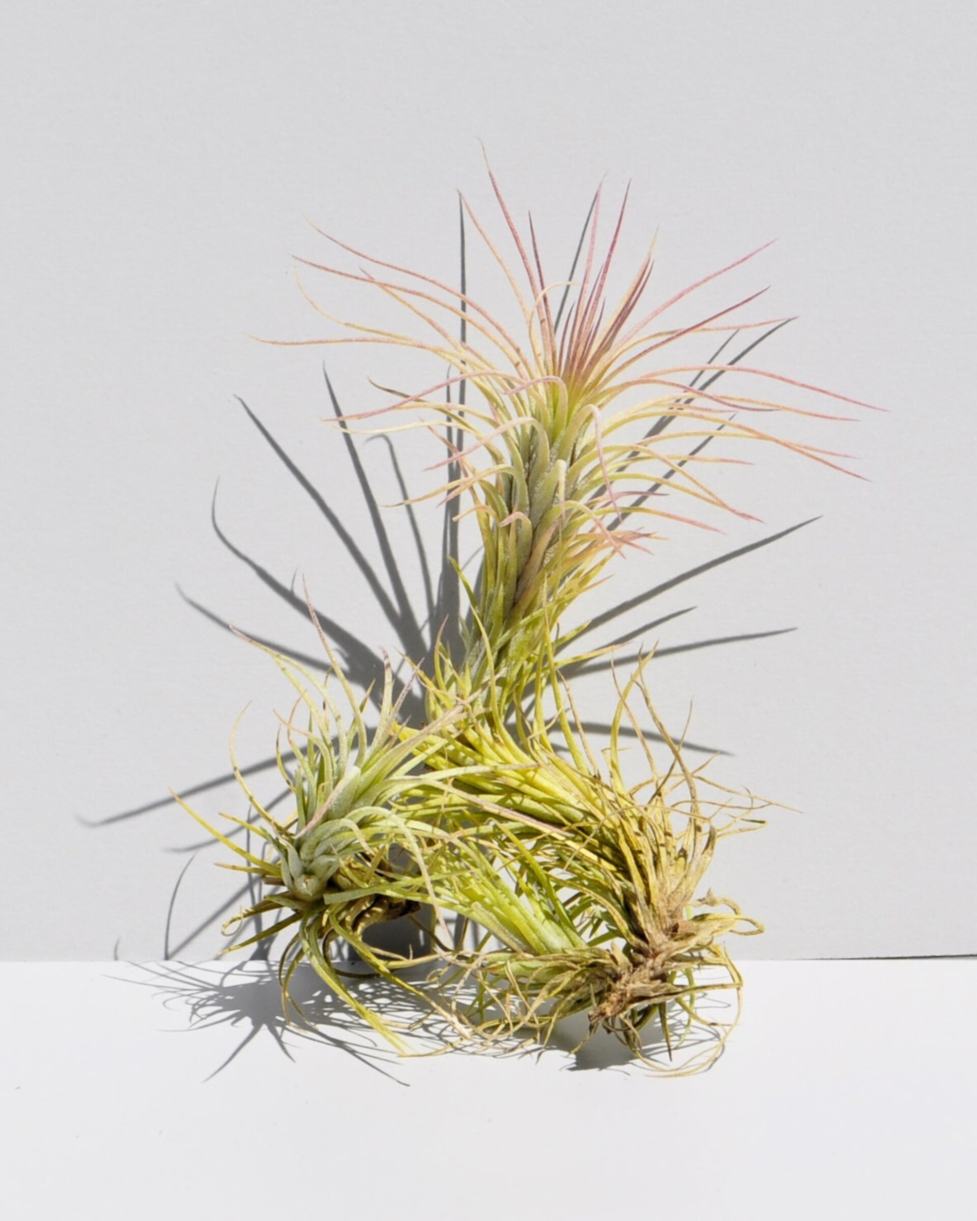 Tillandsia funckiana - 3