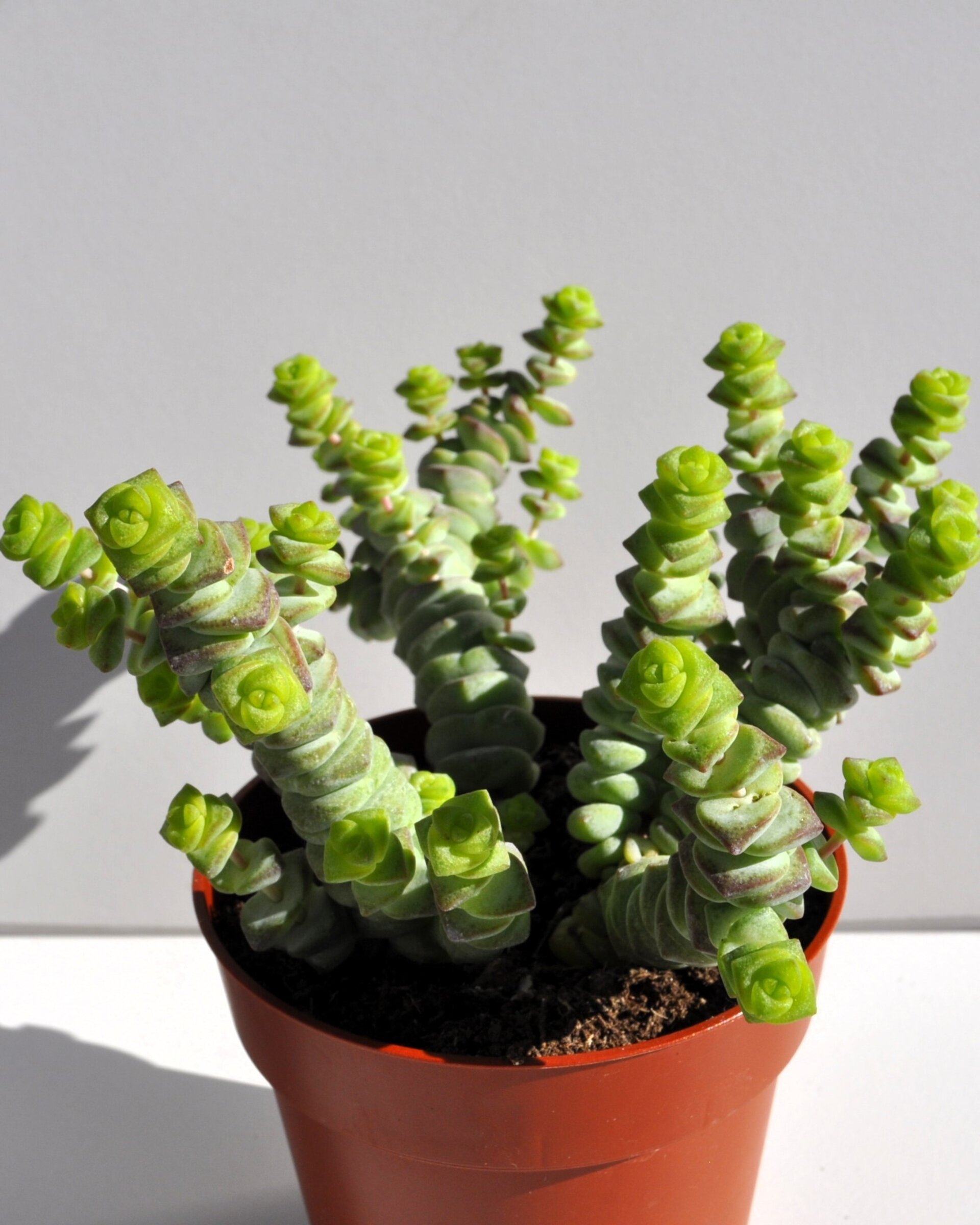 Crassula marnieriana Baby Jade Necklace (collar de jade, pagoda china) - 3