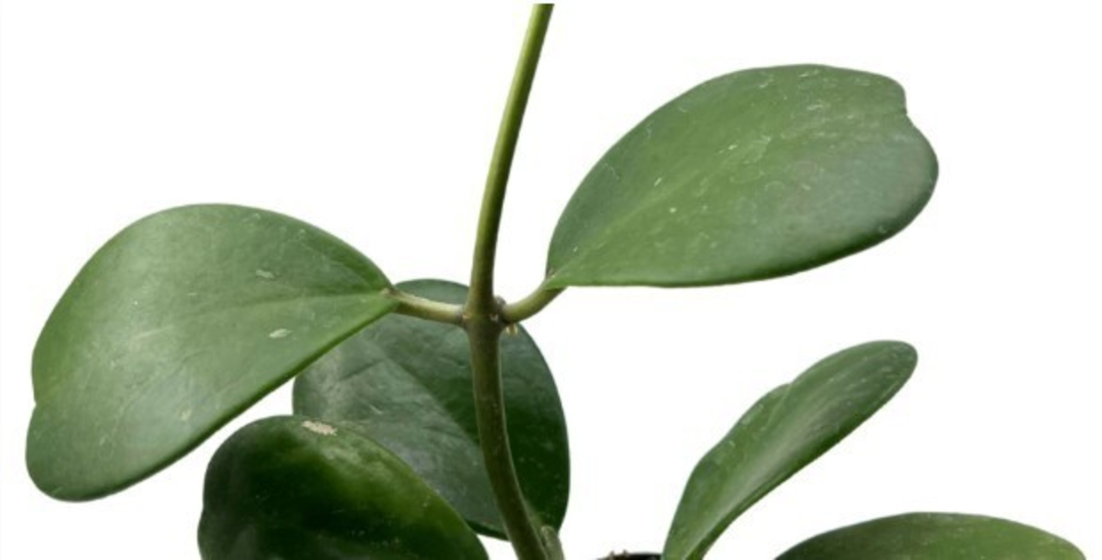 Hoya kerrii [enredadera] (planta corazón enredadera) - 2