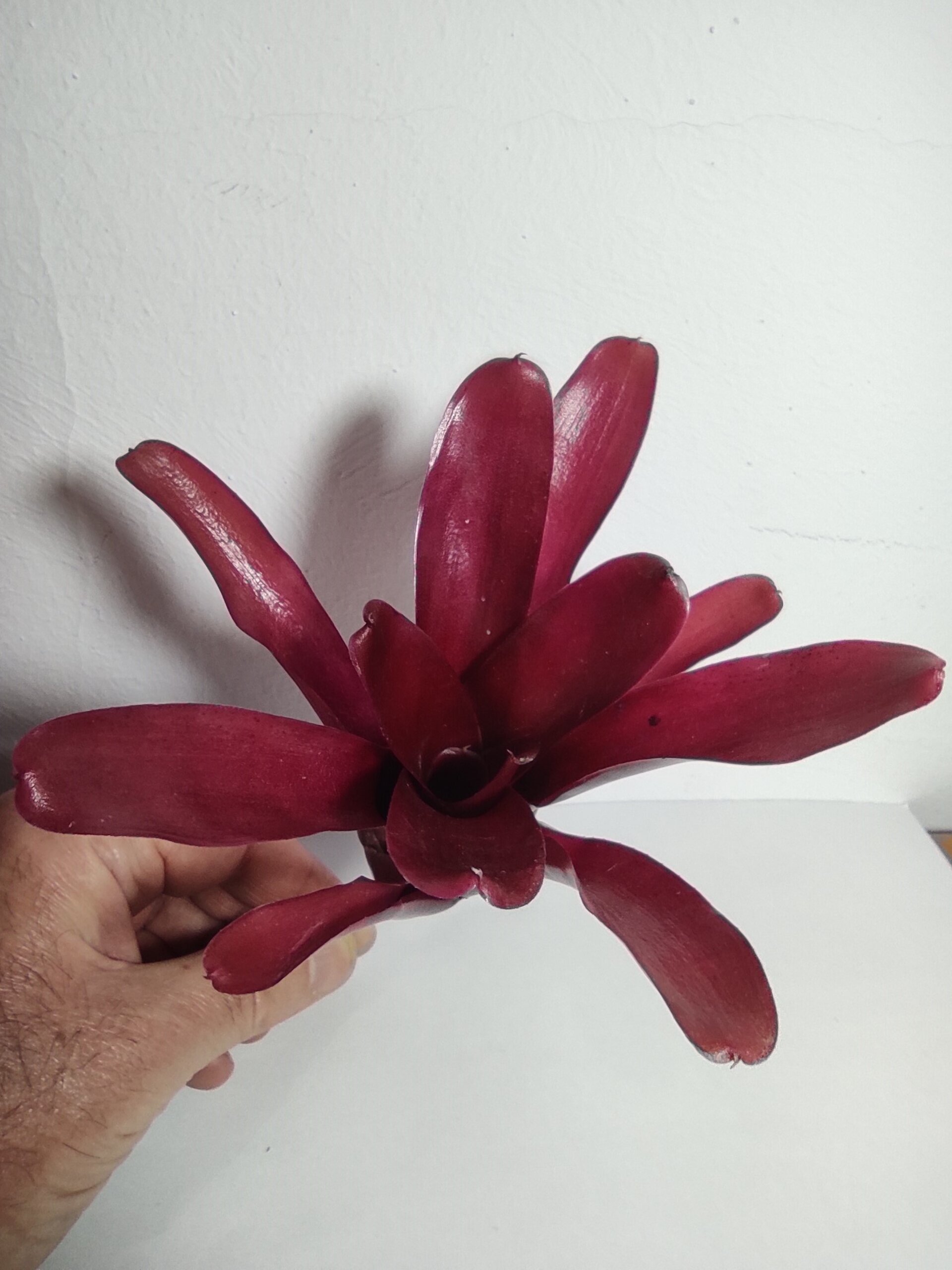Neoregelia 'Super Fireball' - 4