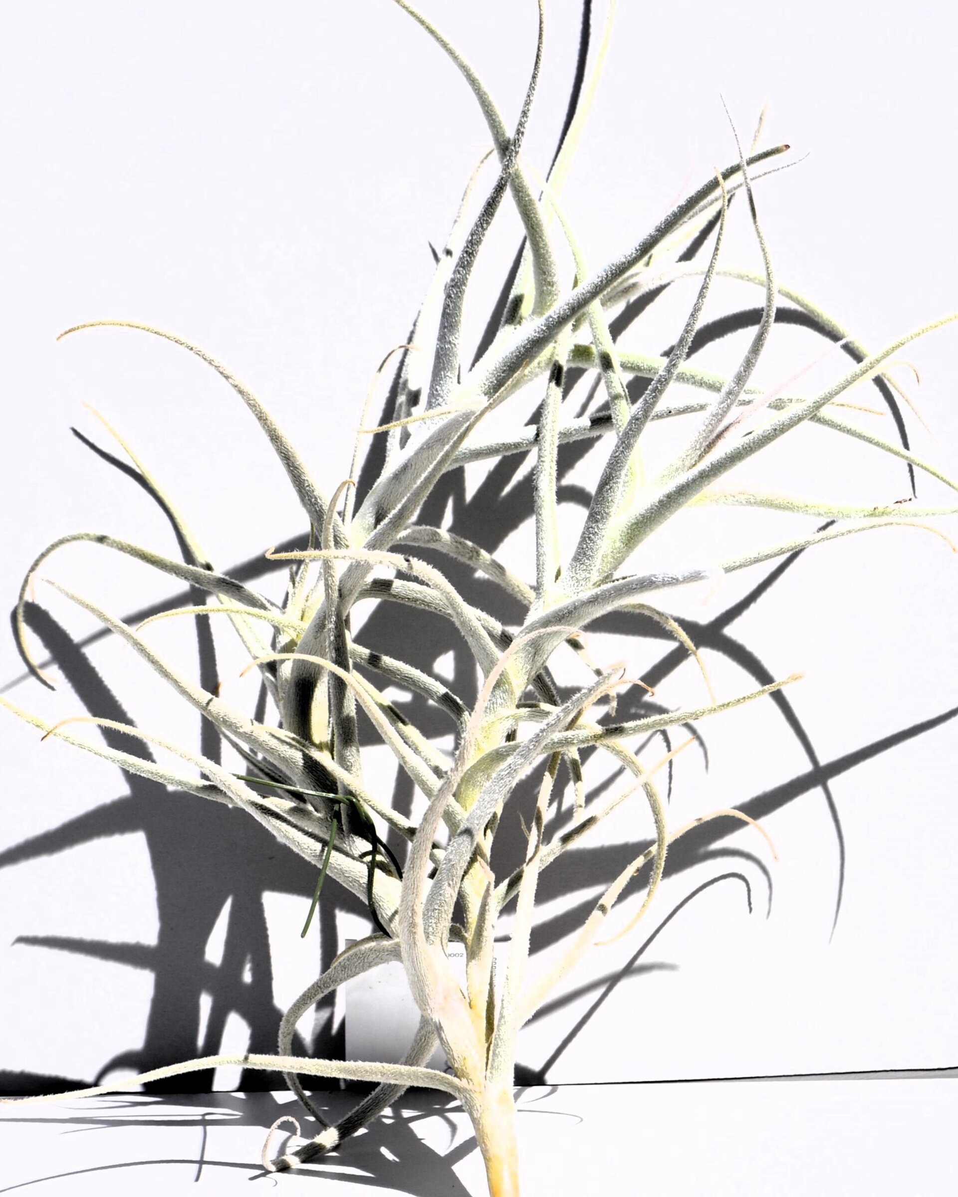 Tillandsia paleacea - 2