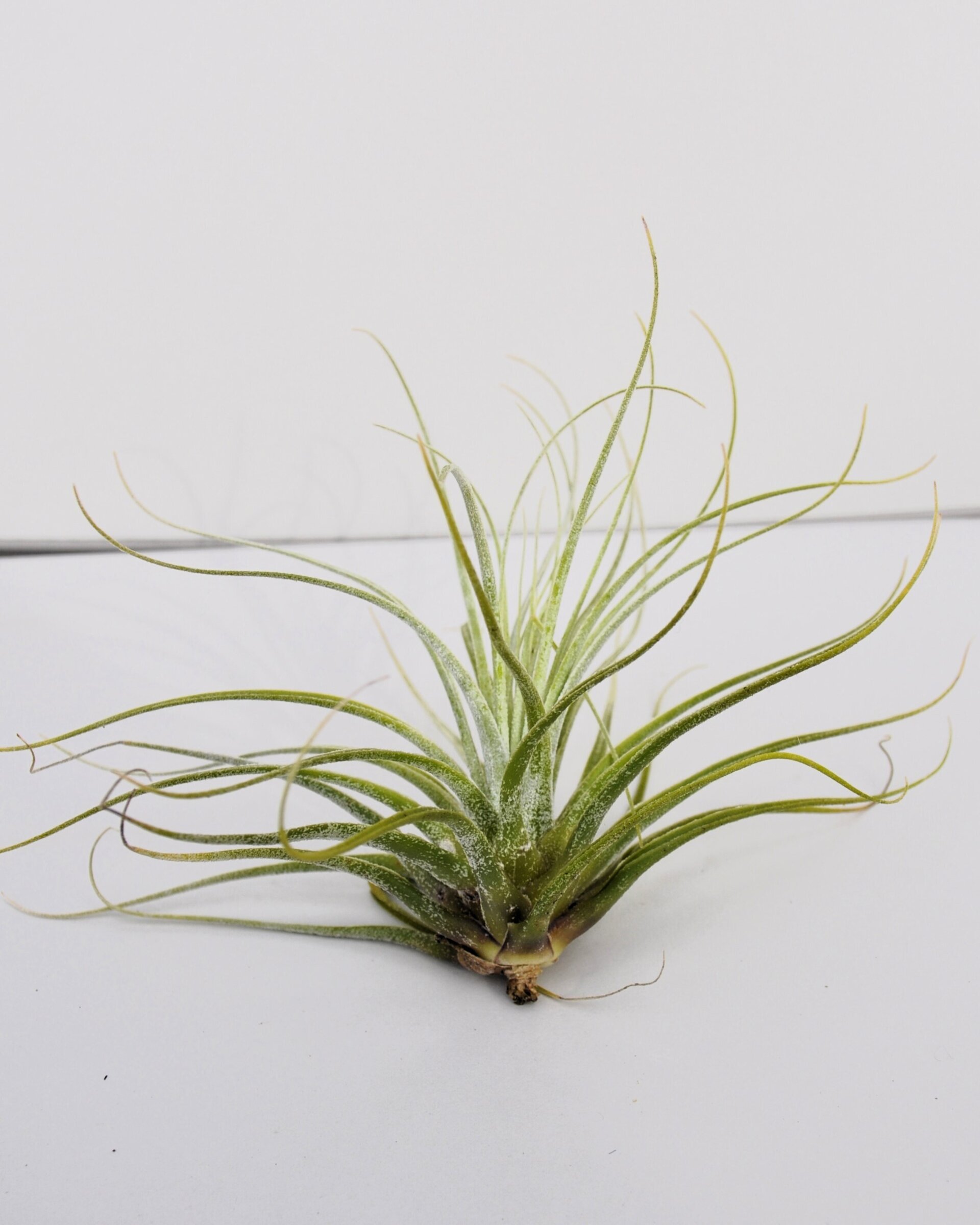 Tillandsia velickiana (syn. feldhoffii) - 2