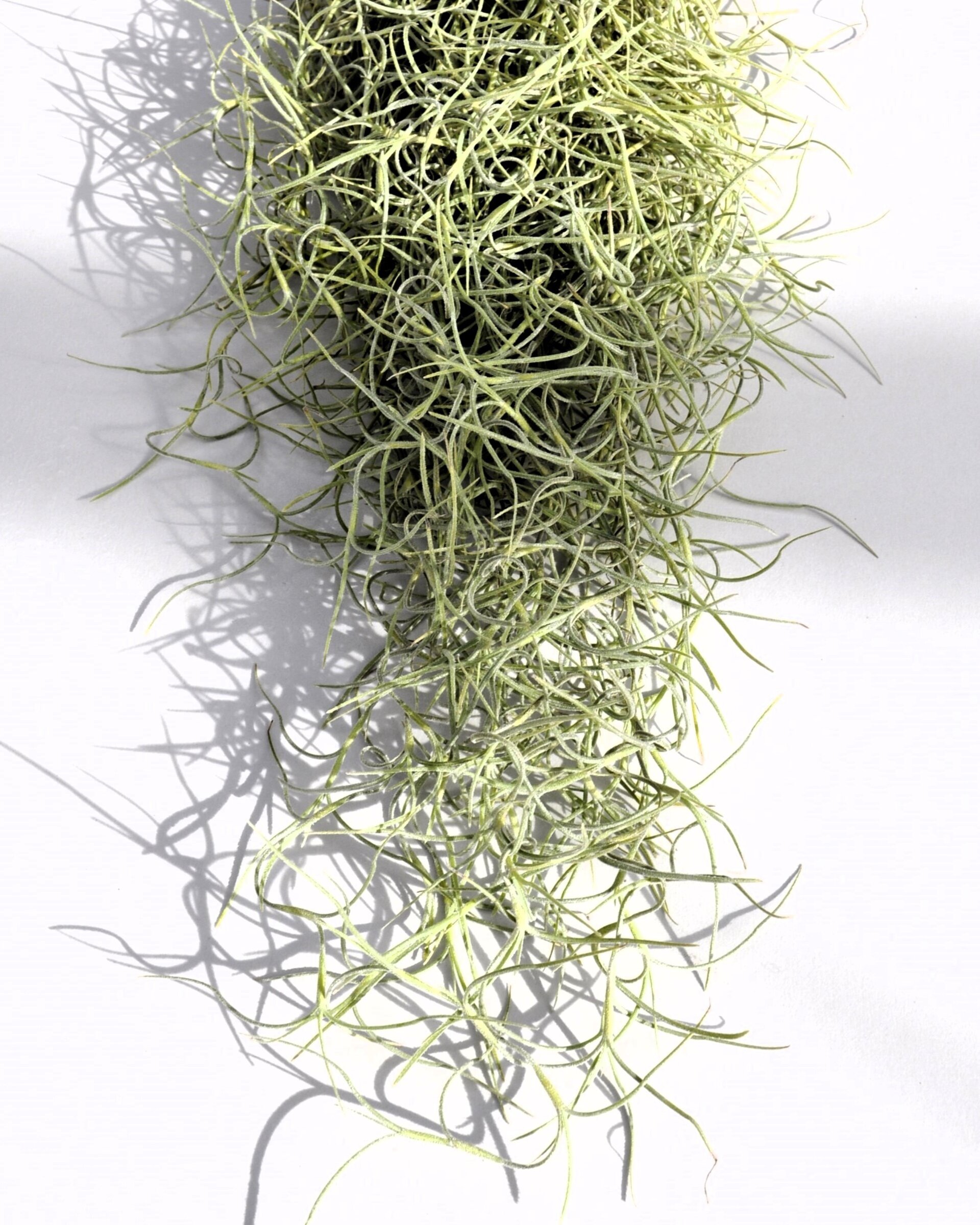 Tillandsia usneoides [standard] (barba de viejo) - 5