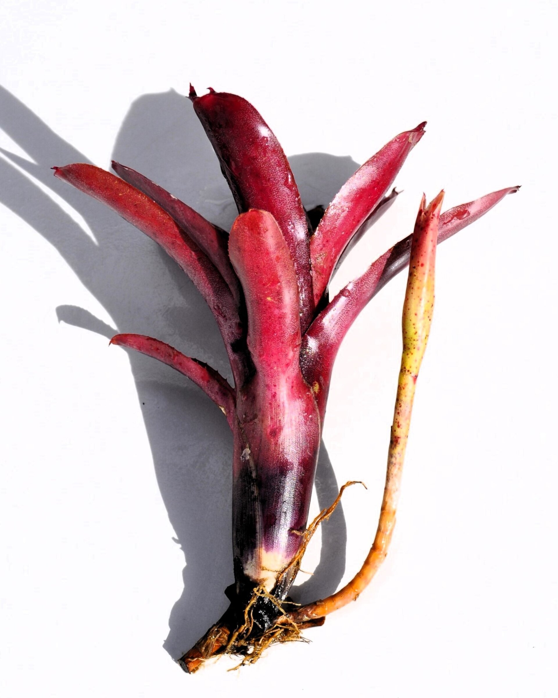 Neoregelia 'Amazon' - 7