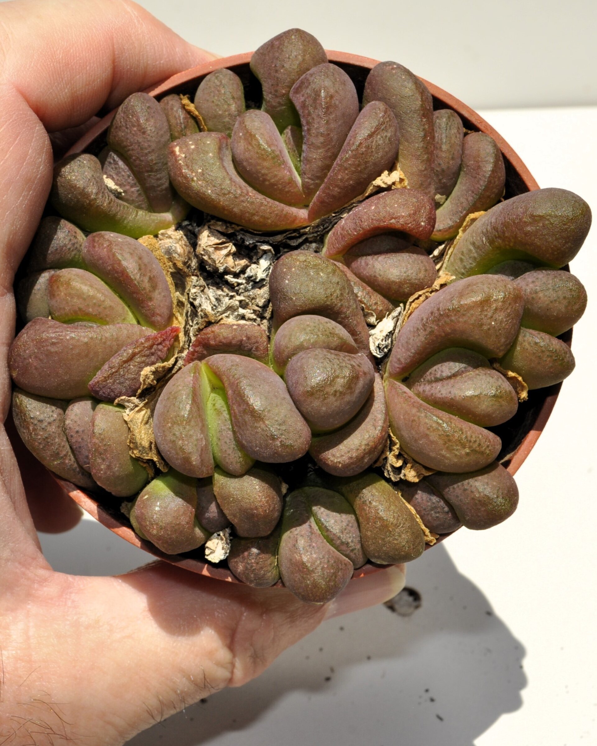 Glottiphyllum pygmaeum M8.5 (lengua de gato) - 2
