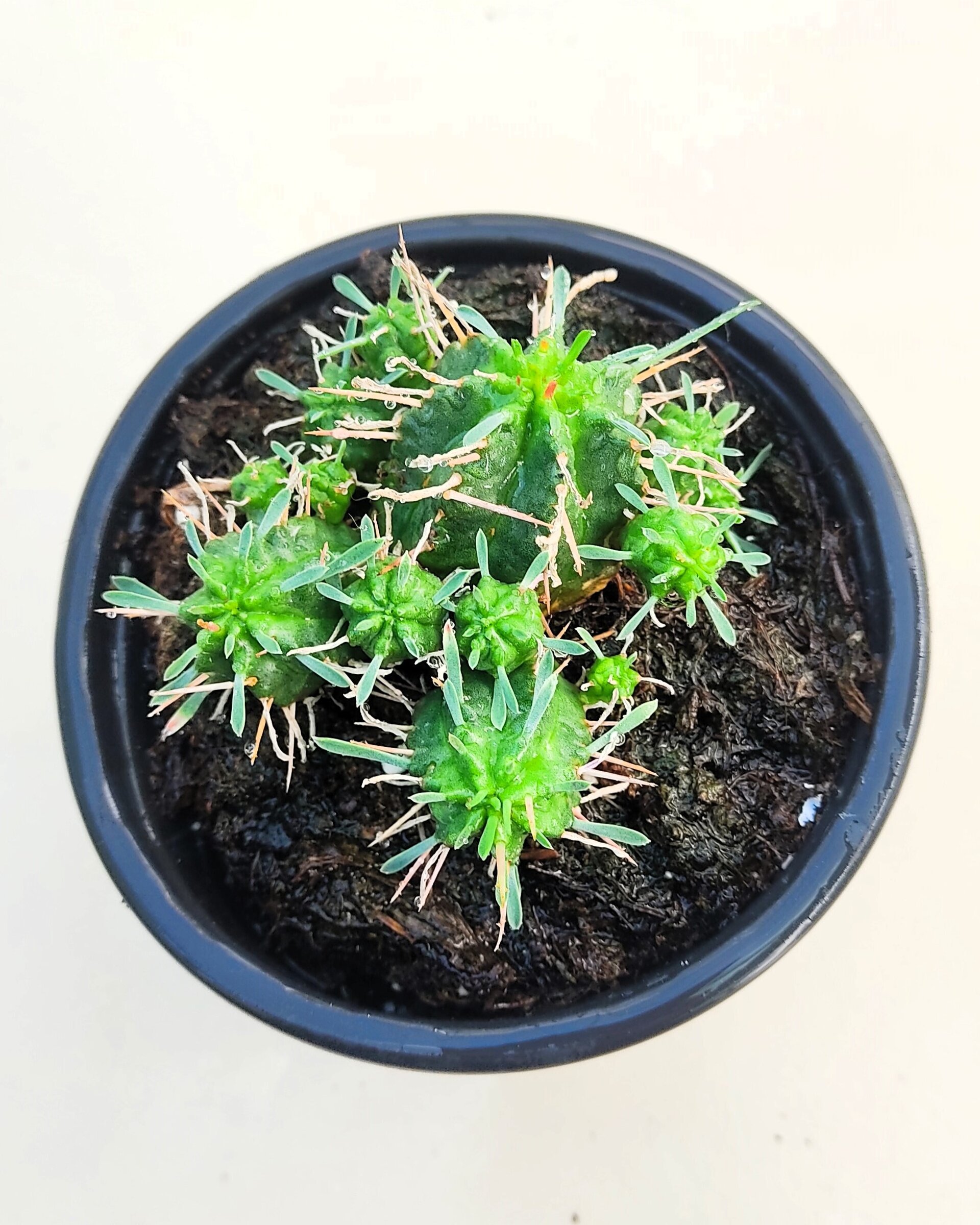 Lote Euforbias Suculentas - 3 ejemplares - 4