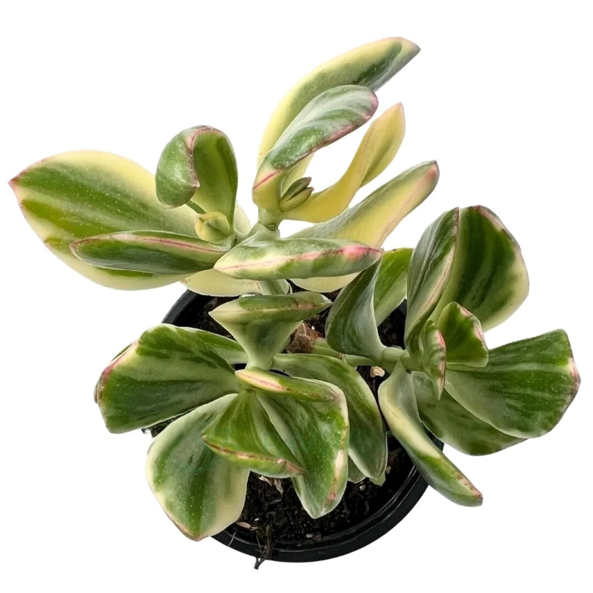 Crassula ovata ‘Lemon and Lime’ - 1