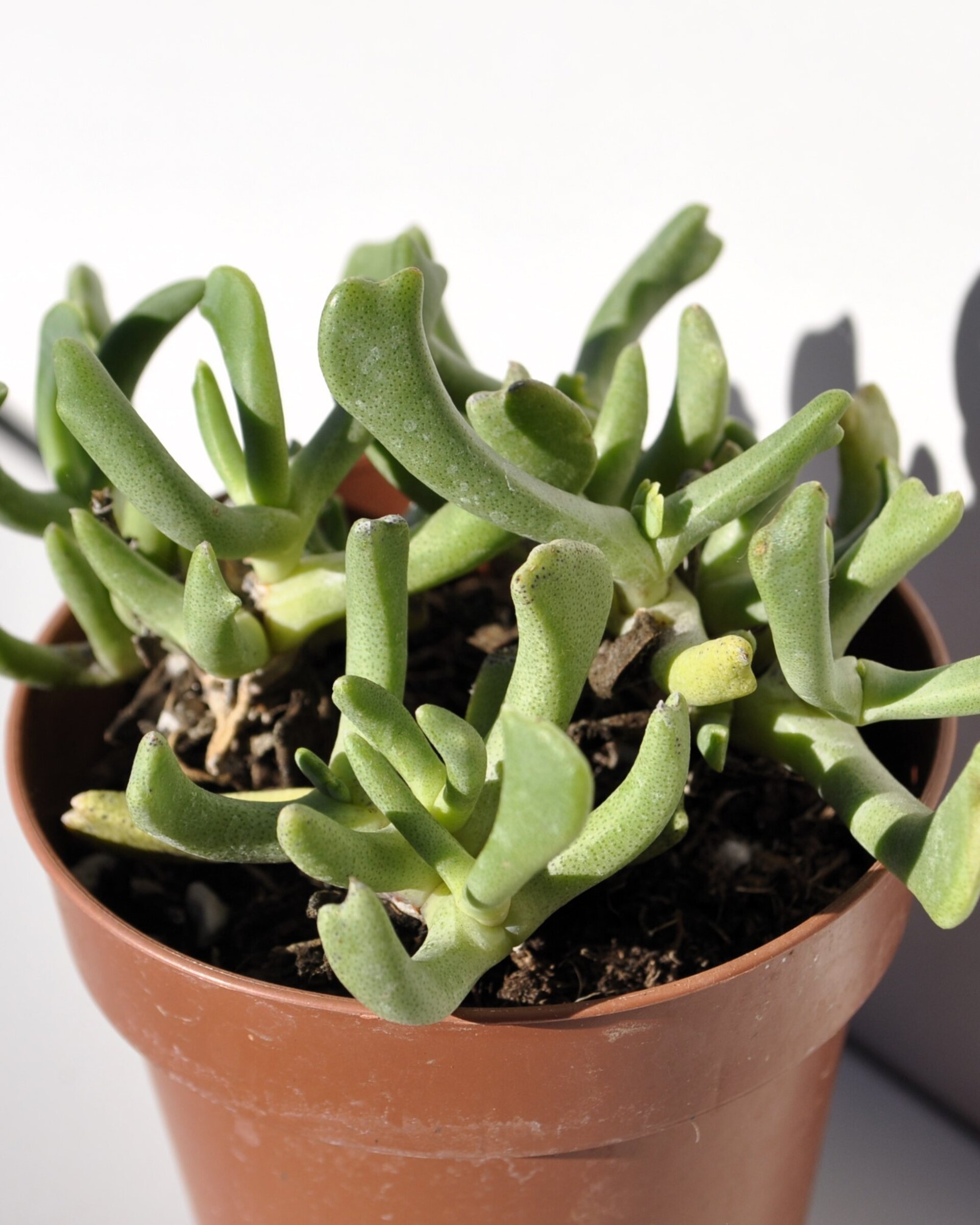 Rhombophyllum dolabriforme (cuerno de alce) - 2