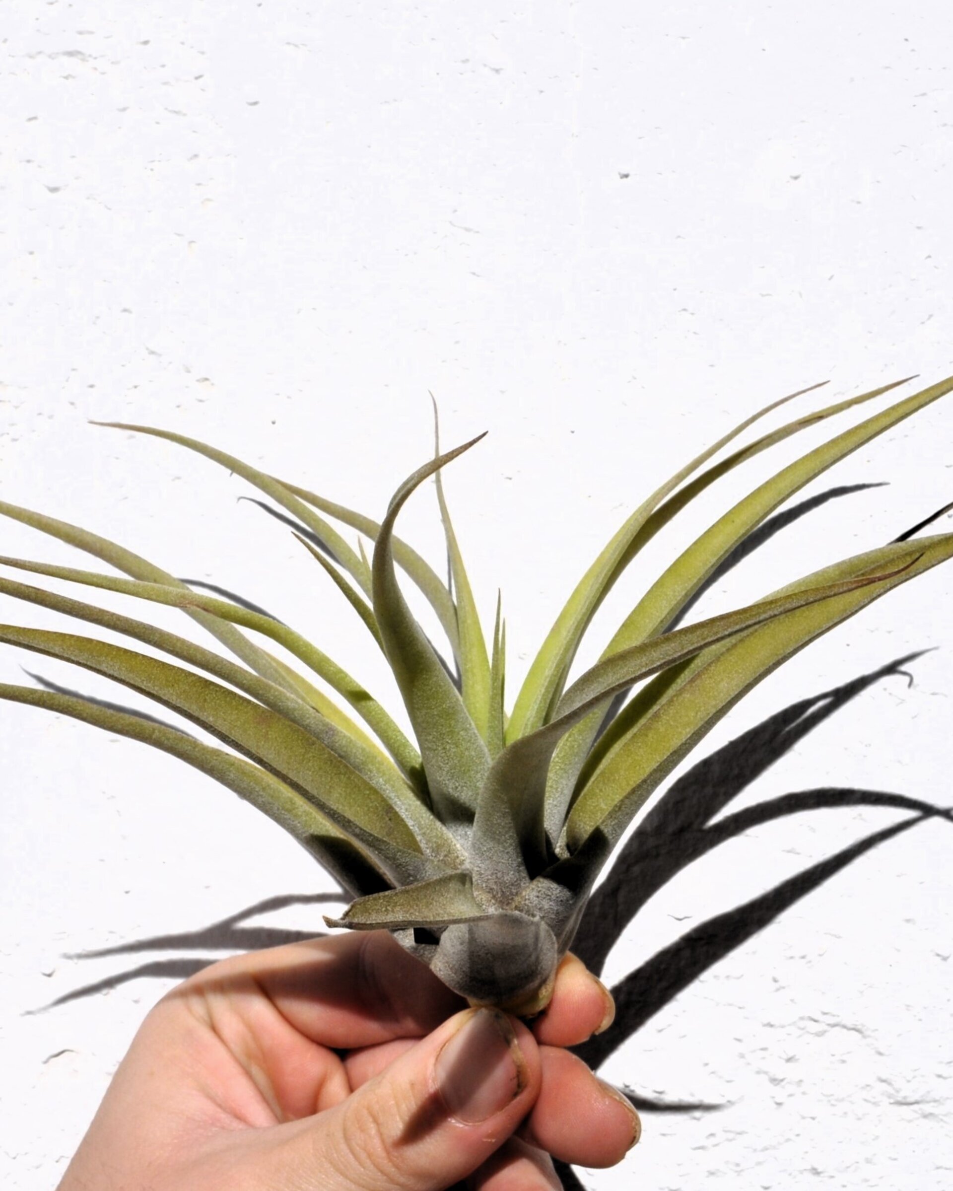 Tillandsia capitata 'Peach' (medium) - 8