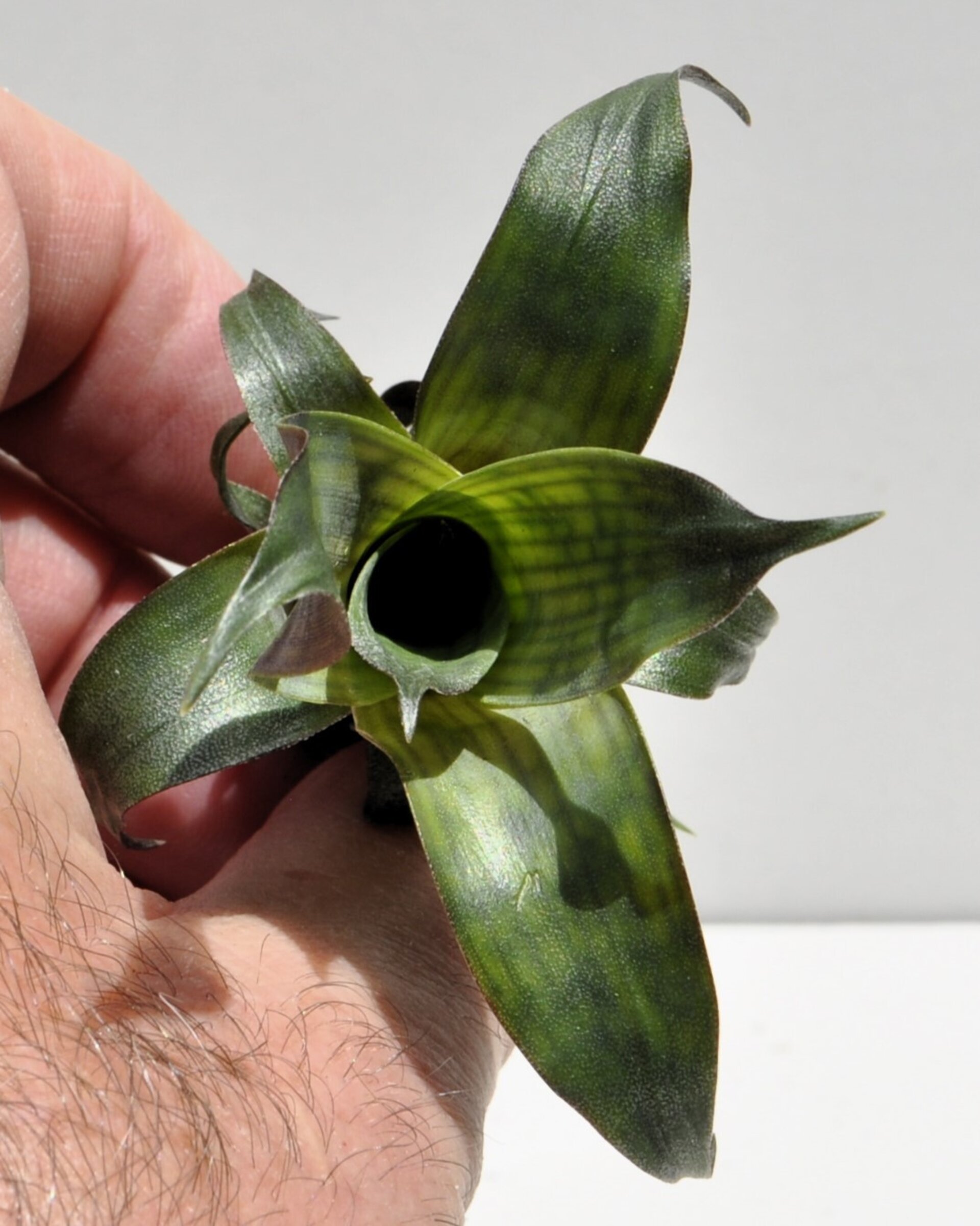 Vriesea gigantea 'Nova' [mini] - 2