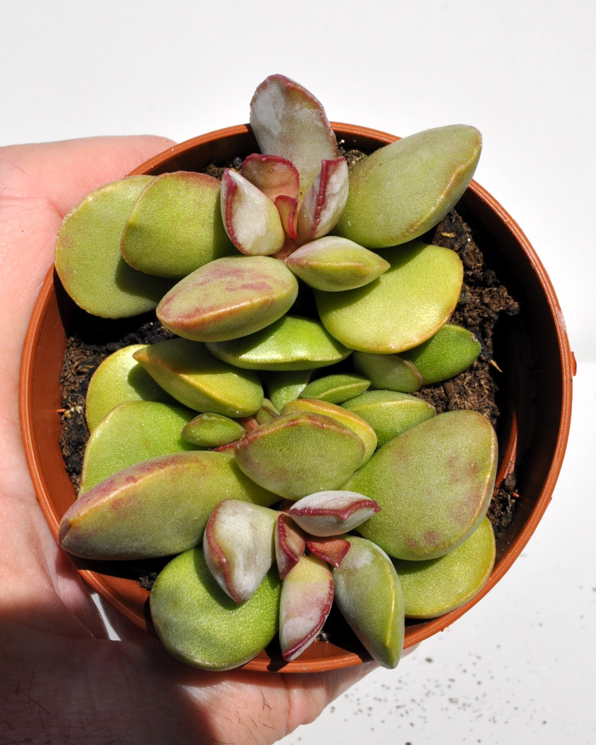 Adromischus cf. liebenbergii - 7