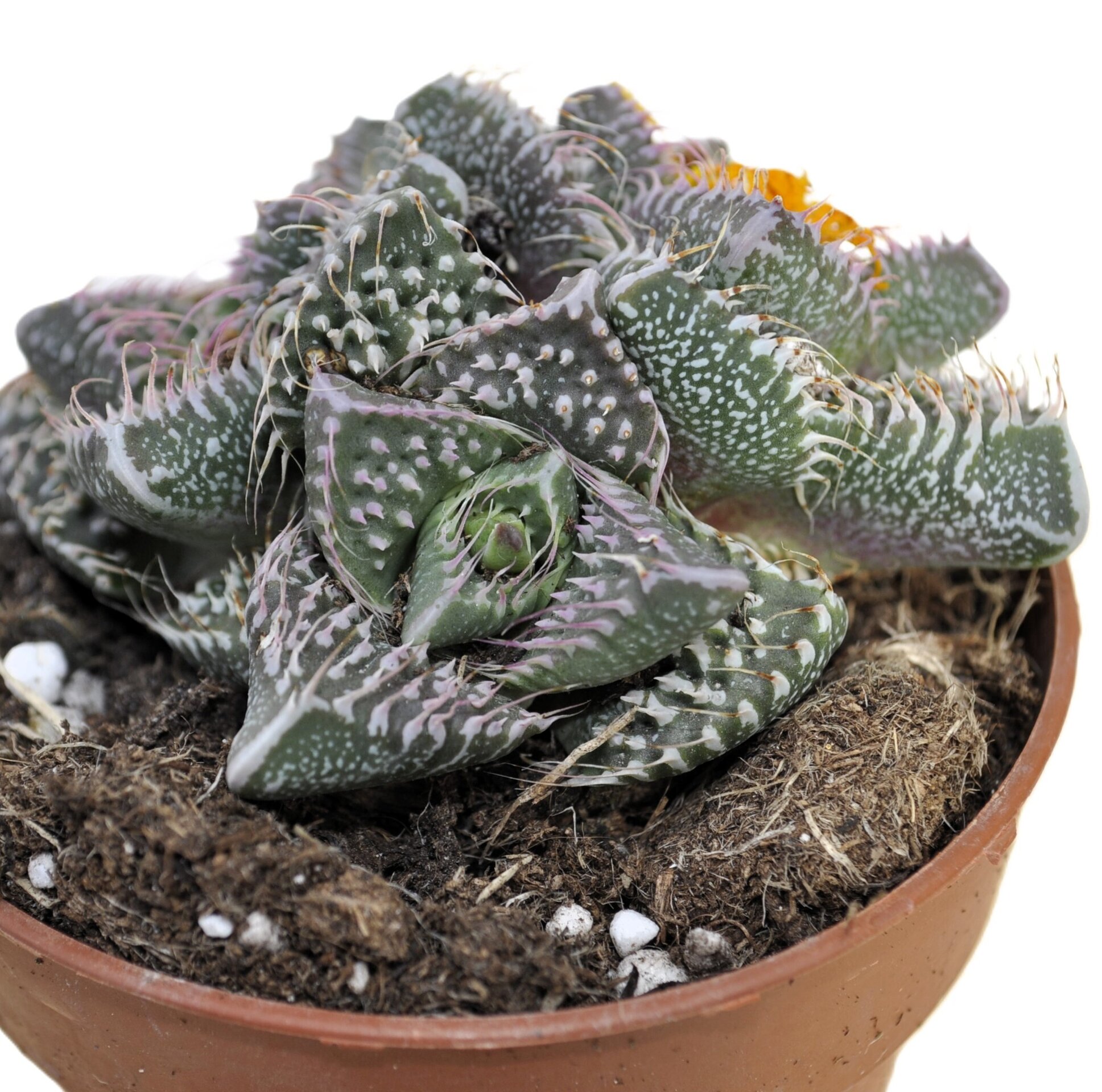 Faucaria tuberculosa 'Pink Selection' (faucaria Selección Rosa) - 1