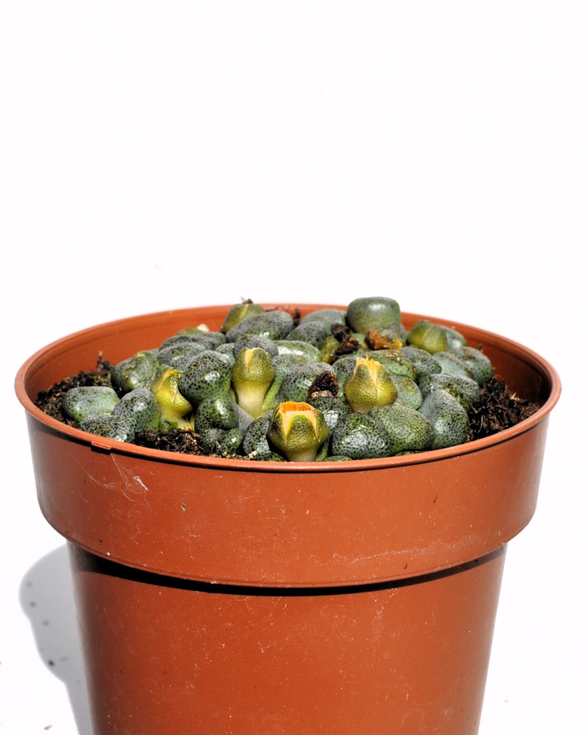 Aloinopsis cf. schooneesii - 4