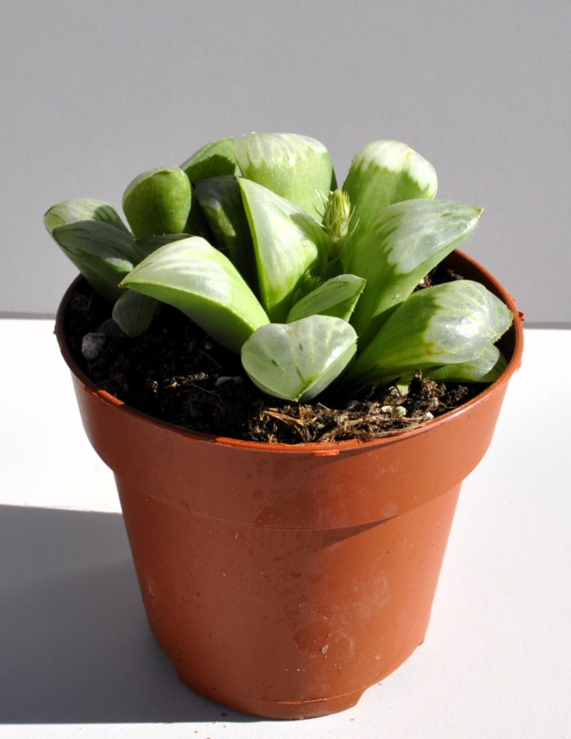 Haworthia 'Byakuya' (estrella de medianoche) - 6