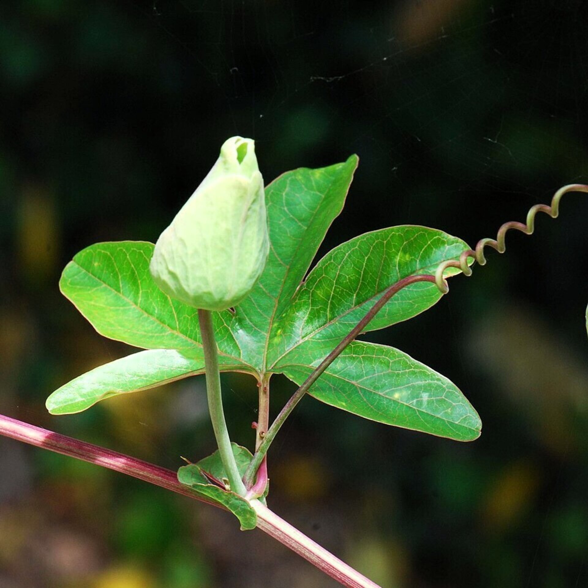 Passiflora caerulea (pasionaria, flor de la pasión) - Semillas - 2