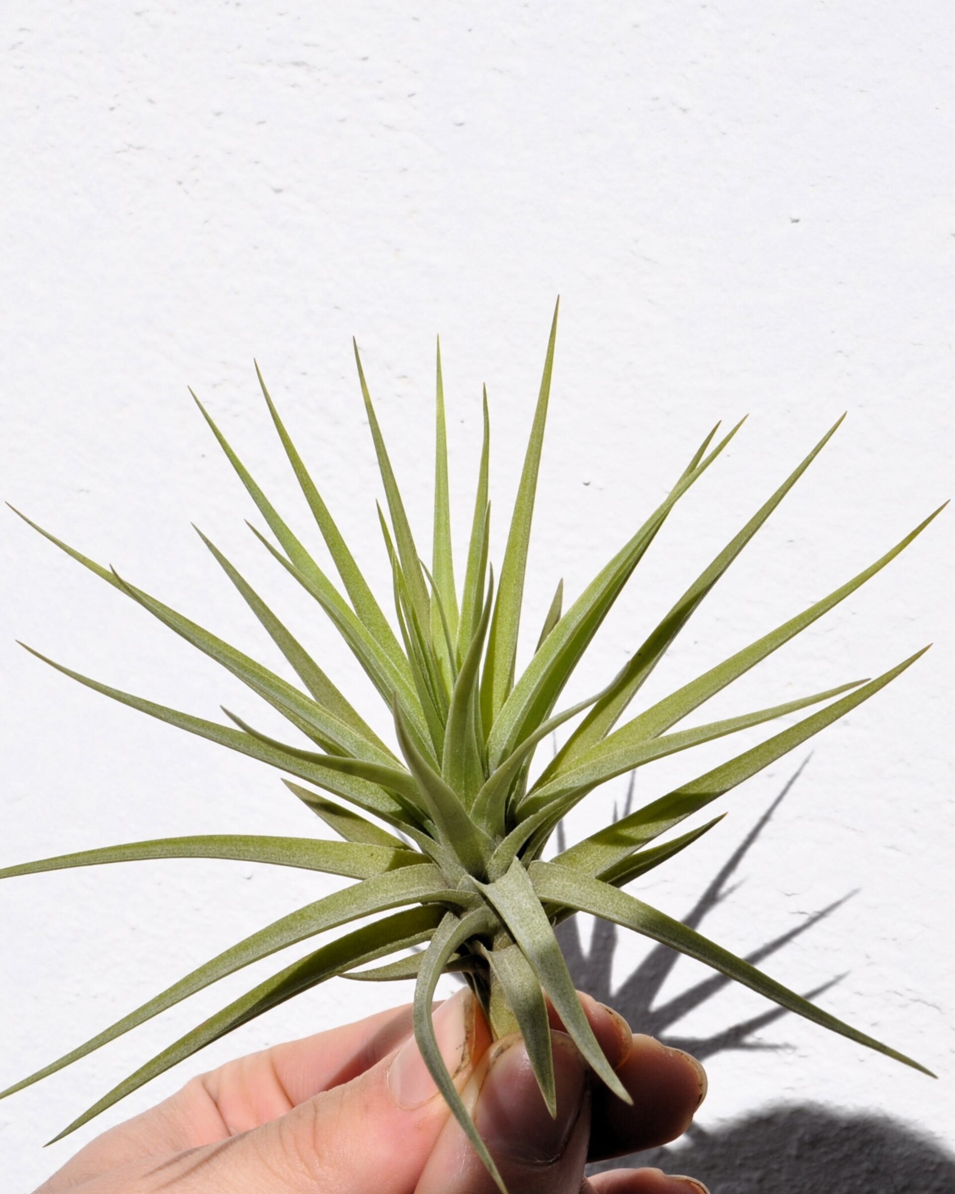 Tillandsia aeranthos - 3