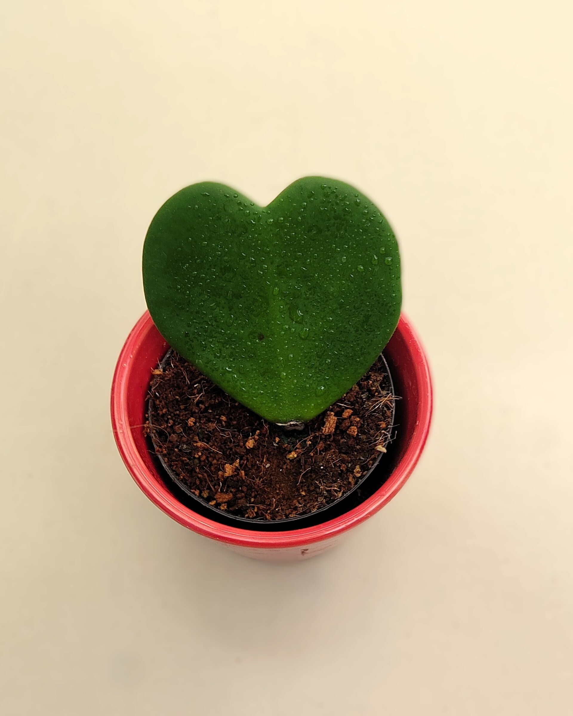 Hoya kerrii (planta corazón) - 3