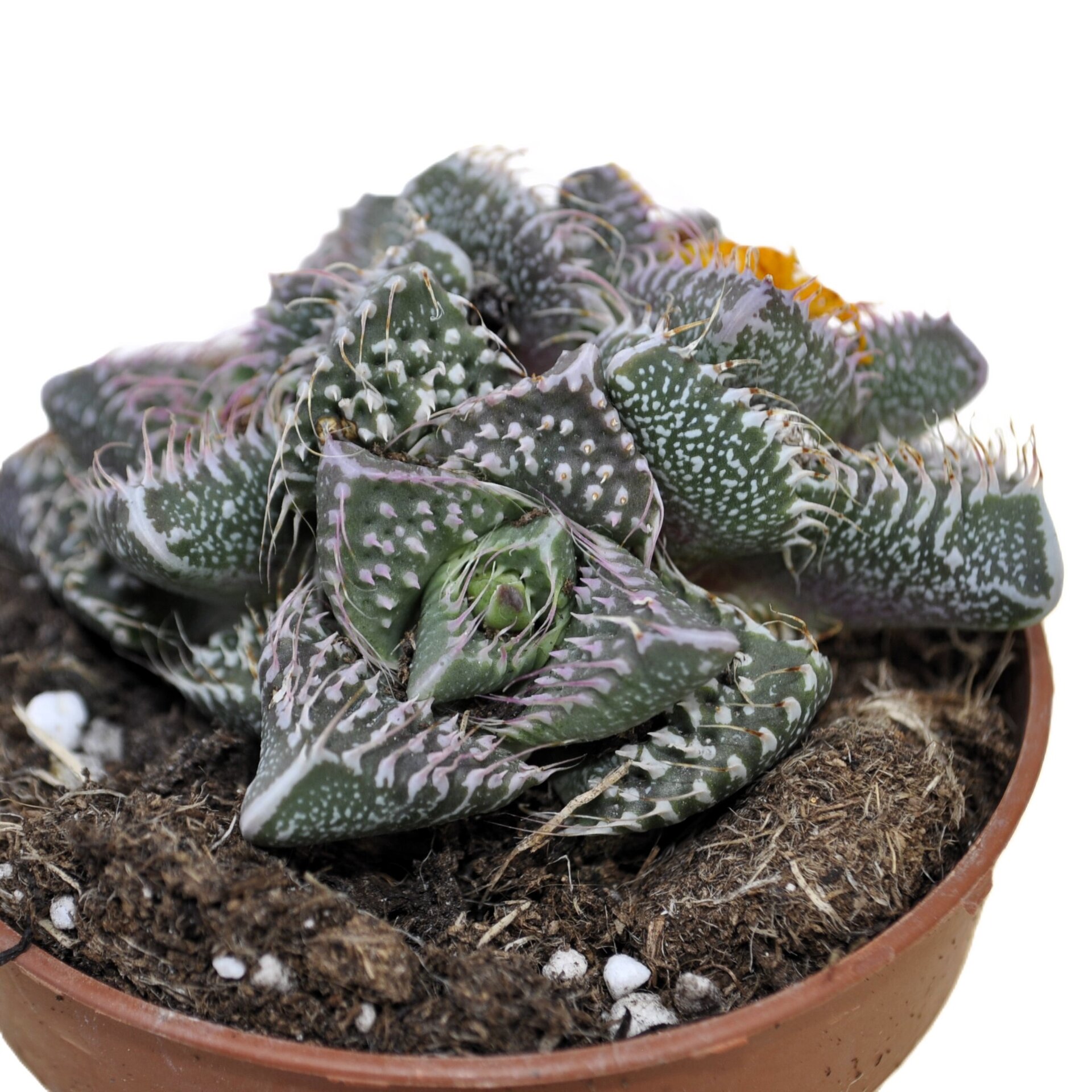 Faucaria tuberculosa 'Pink Selection' (faucaria Selección Rosa) - 5