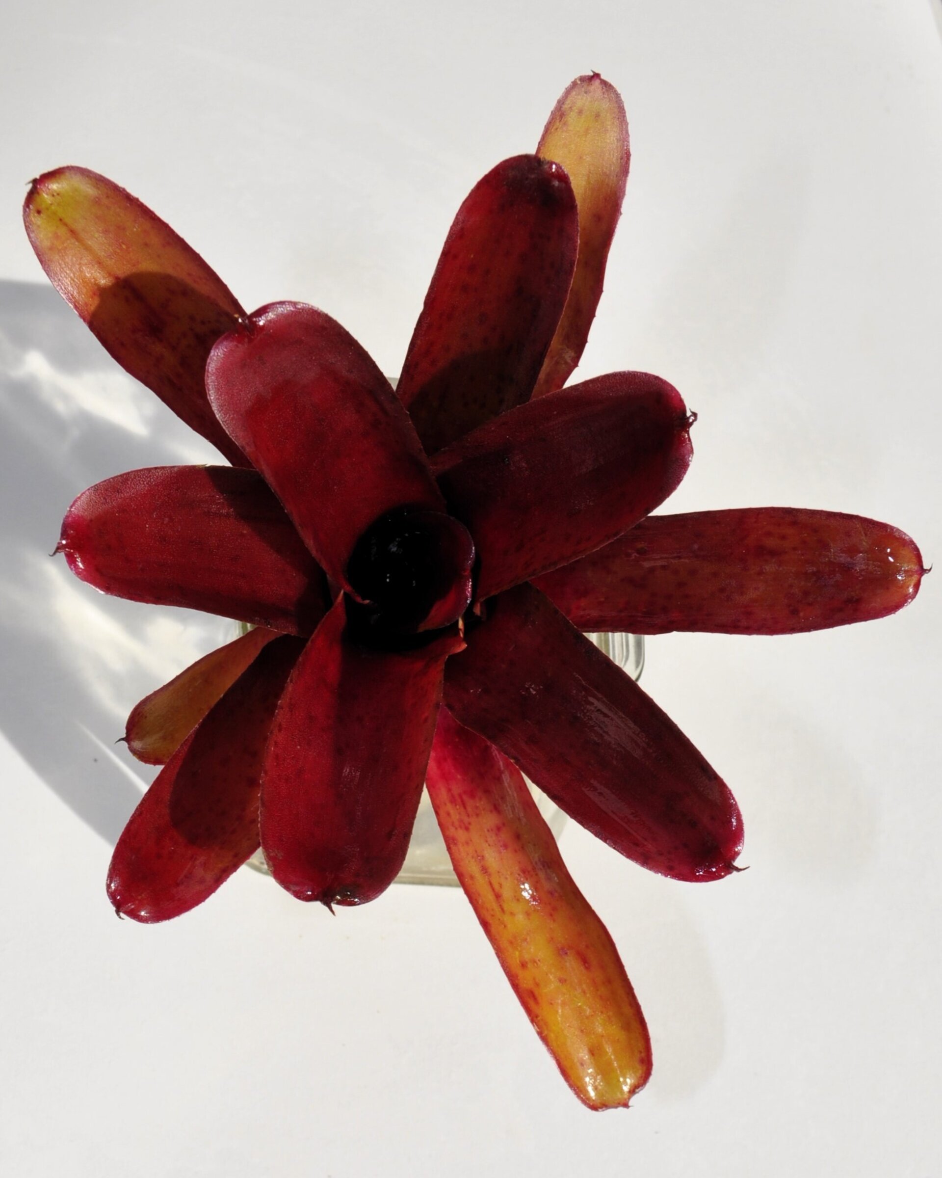 Neoregelia 'Amazon' - 7