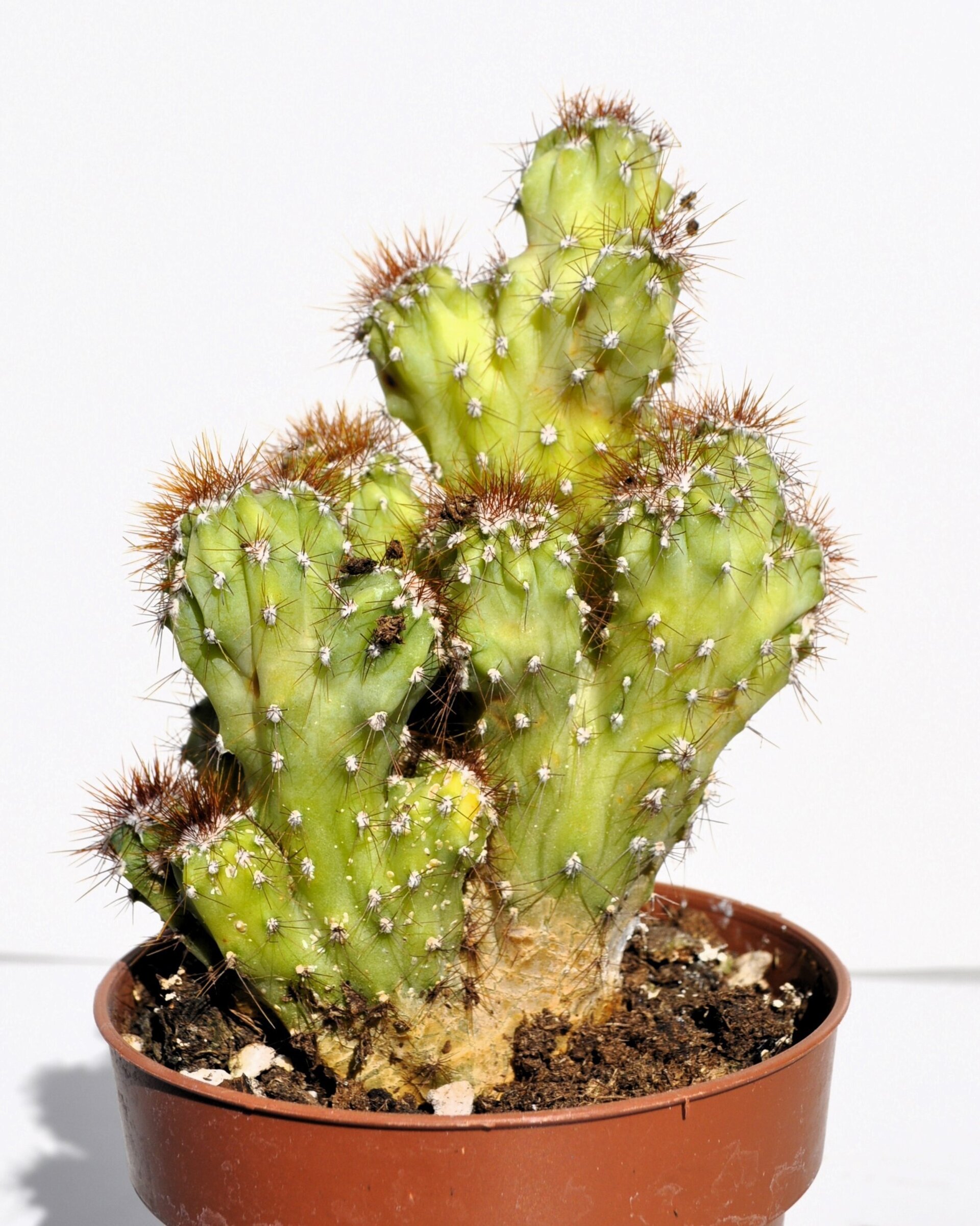 Cereus peruvianus var. monstruosus - 5