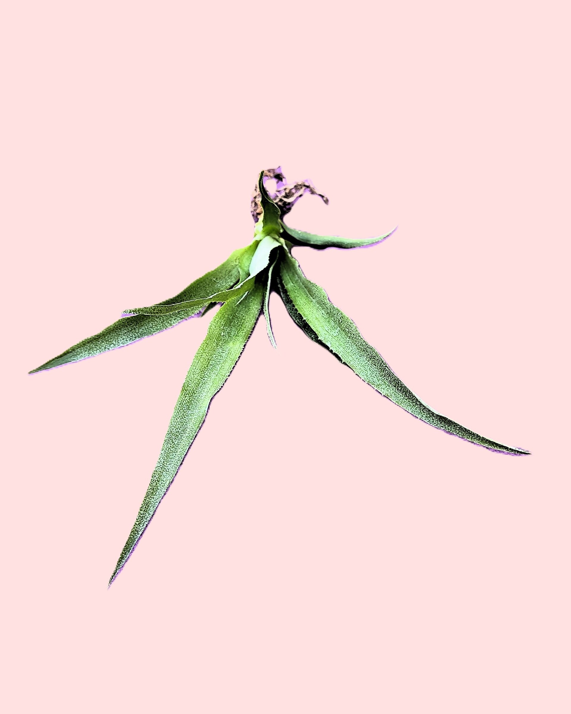 Ananas comosus [small] (piña tropical) - 4