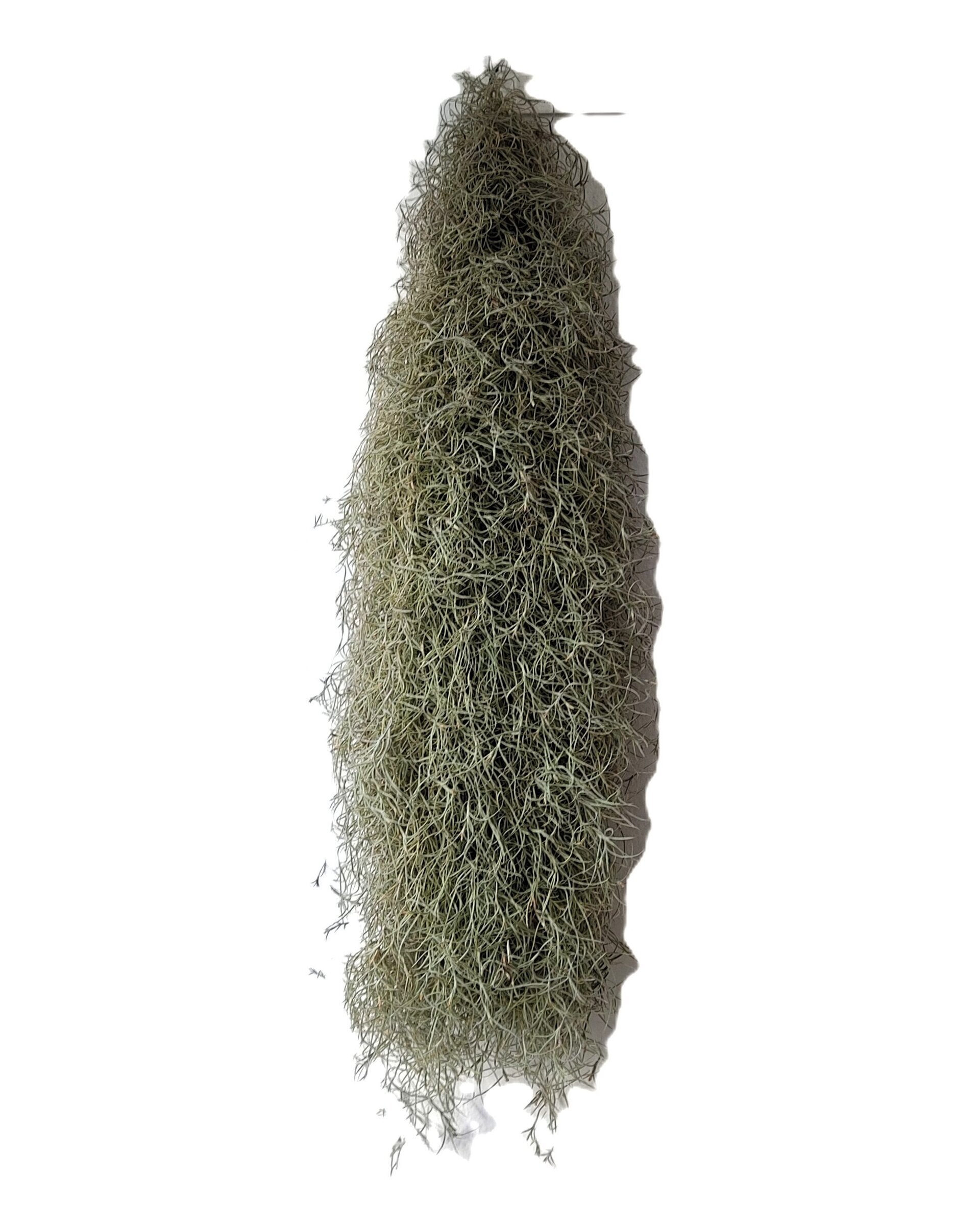 Tillandsia usneoides [standard] L (barba de viejo [larga y ancha]) - 2