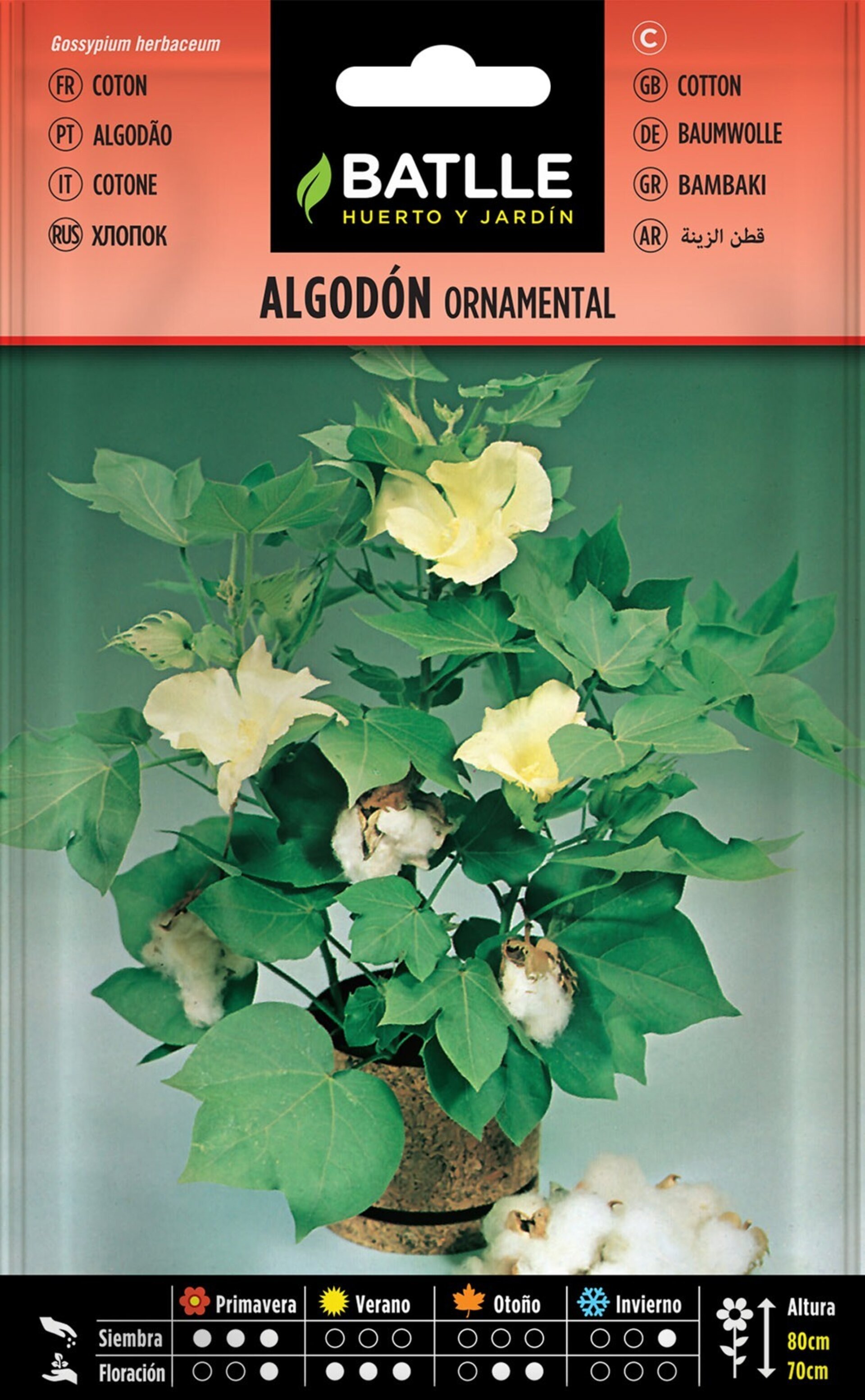 Gossypium herbaceum (algodón ornamental) - Semillas - 2