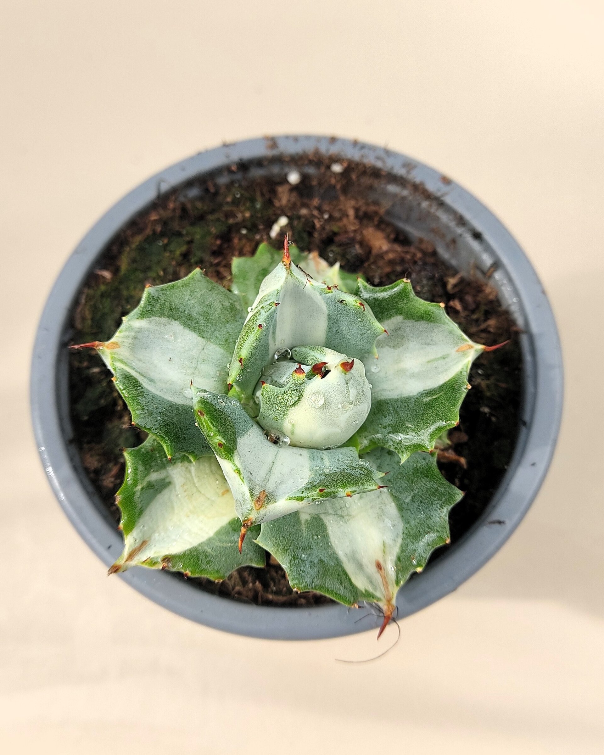 Agave isthmensis 'Ohi Raijin' variegata - M8 ("Dios del Trueno") - 3