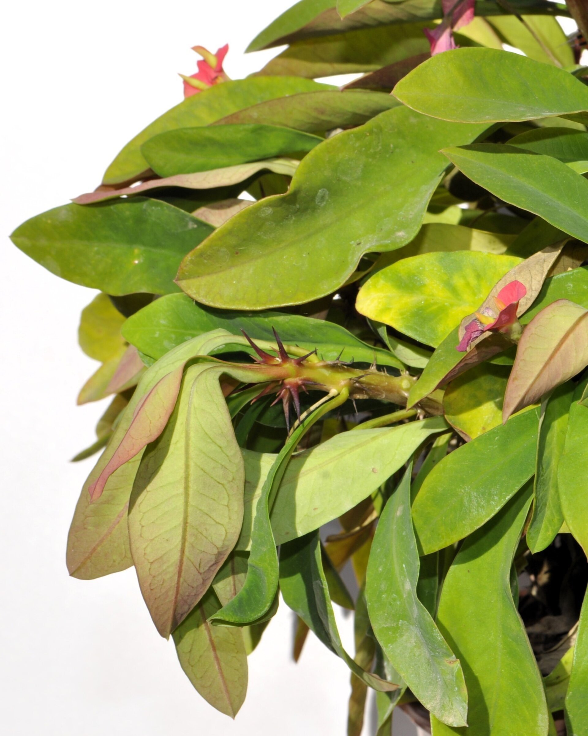 Euphorbia milii (corona de Cristo) - 2