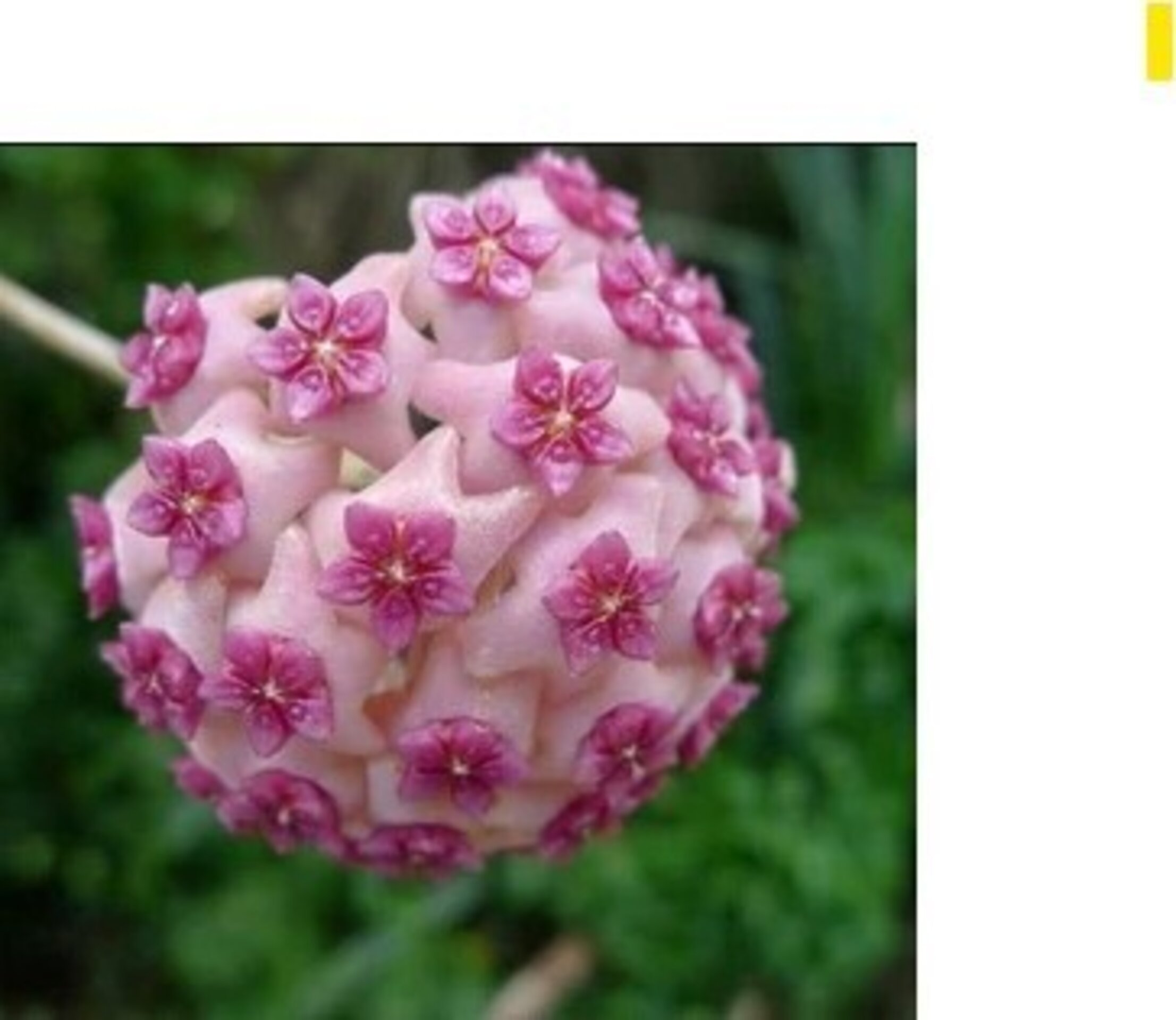 Hoya carnosa 'Tricolor Flamingo Dream' - 2
