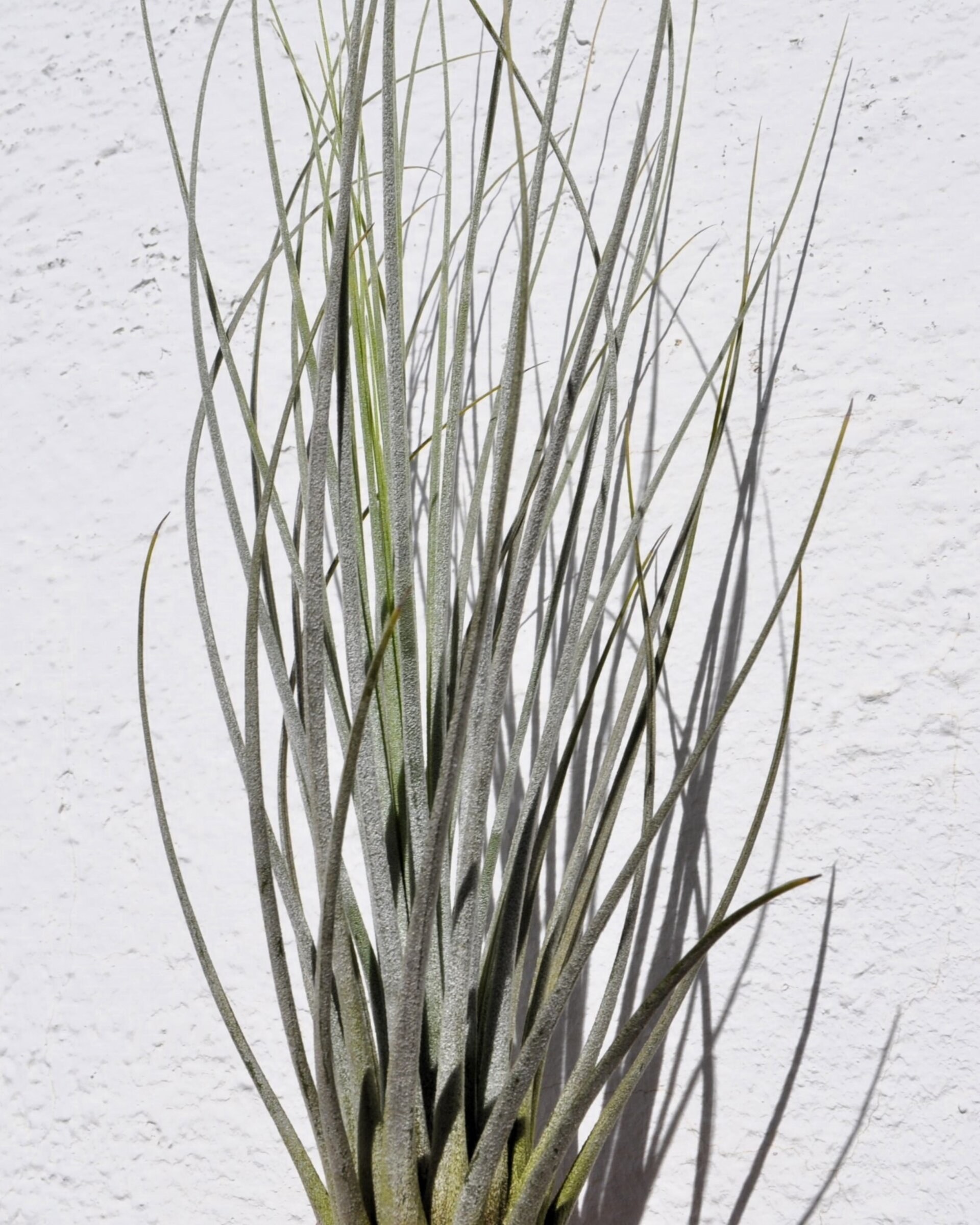 Tillandsia juncea - 3
