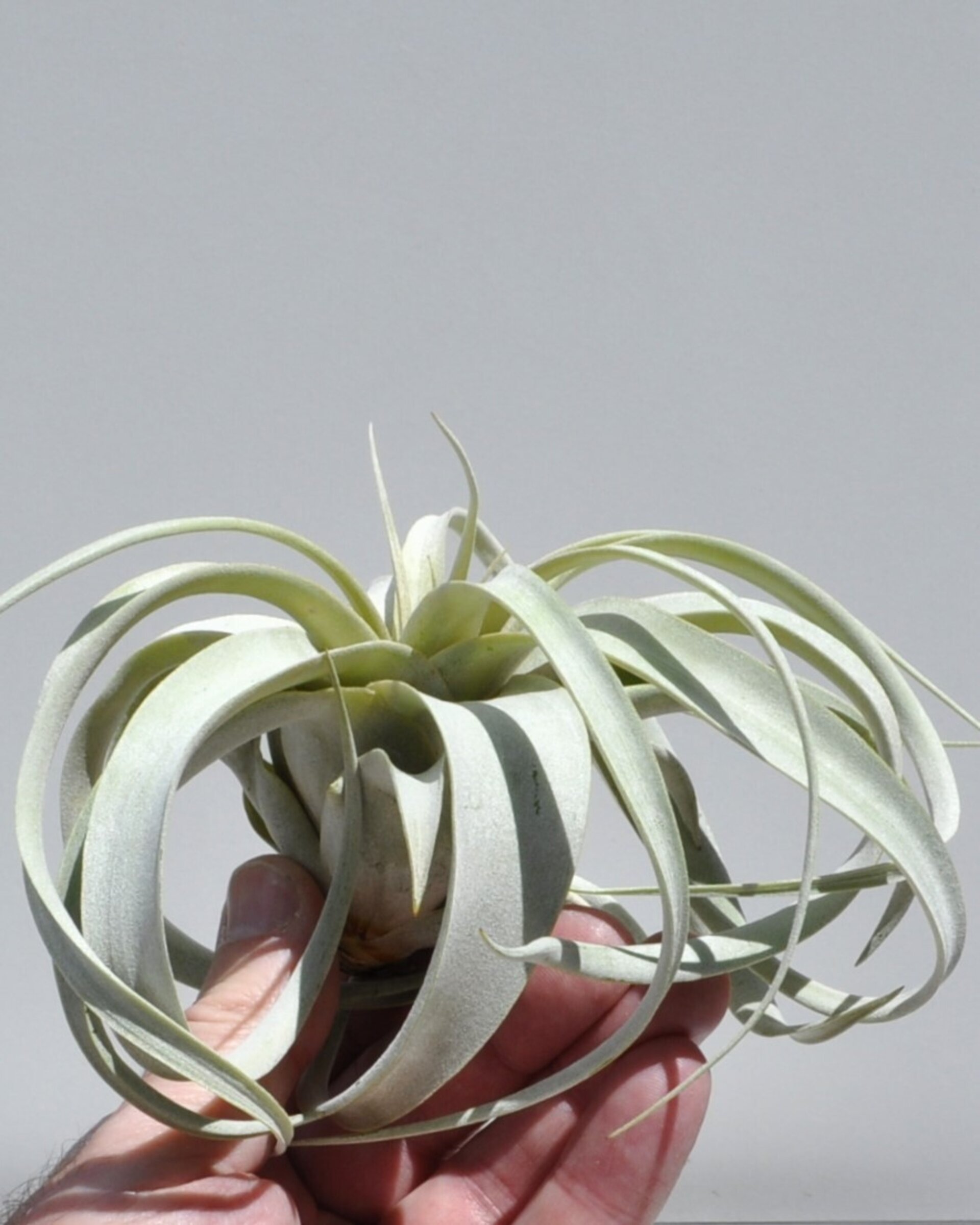 Tillandsia xerographica (pie de gallo) - 8