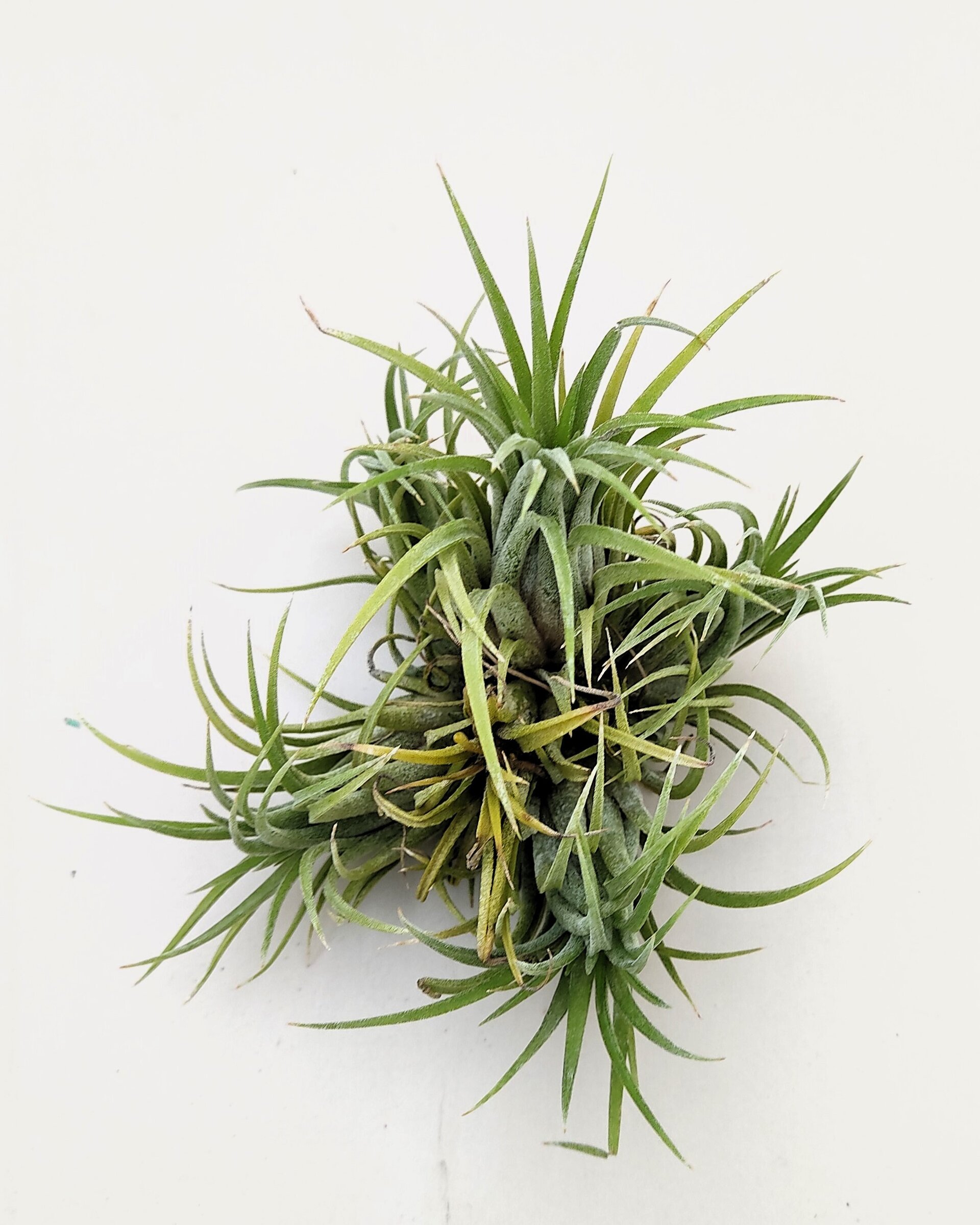 Tillandsia ionantha rubra "clump" ("mata") - 2