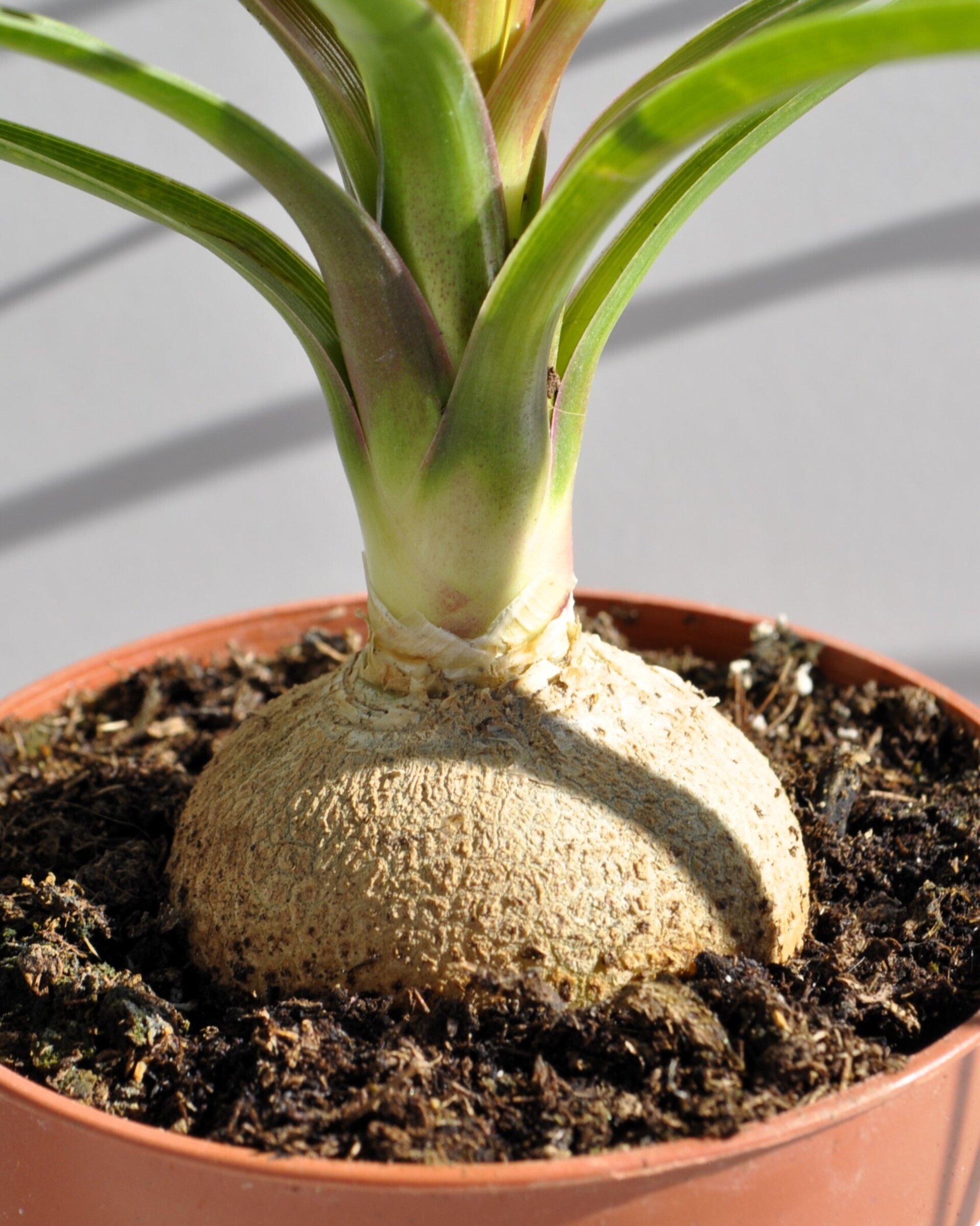 Beaucarnea recurvata (pata de elefante, palma barrigona) - 2